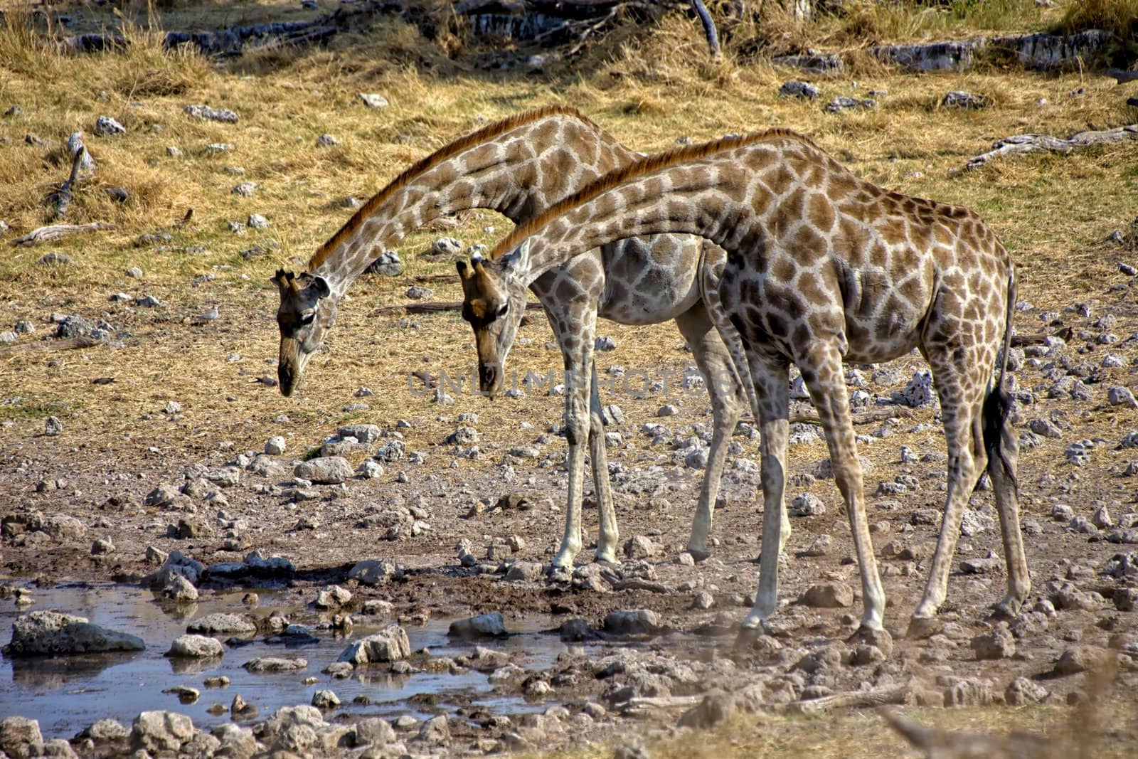 two giraffe near a waterhole at etosha national park namibia