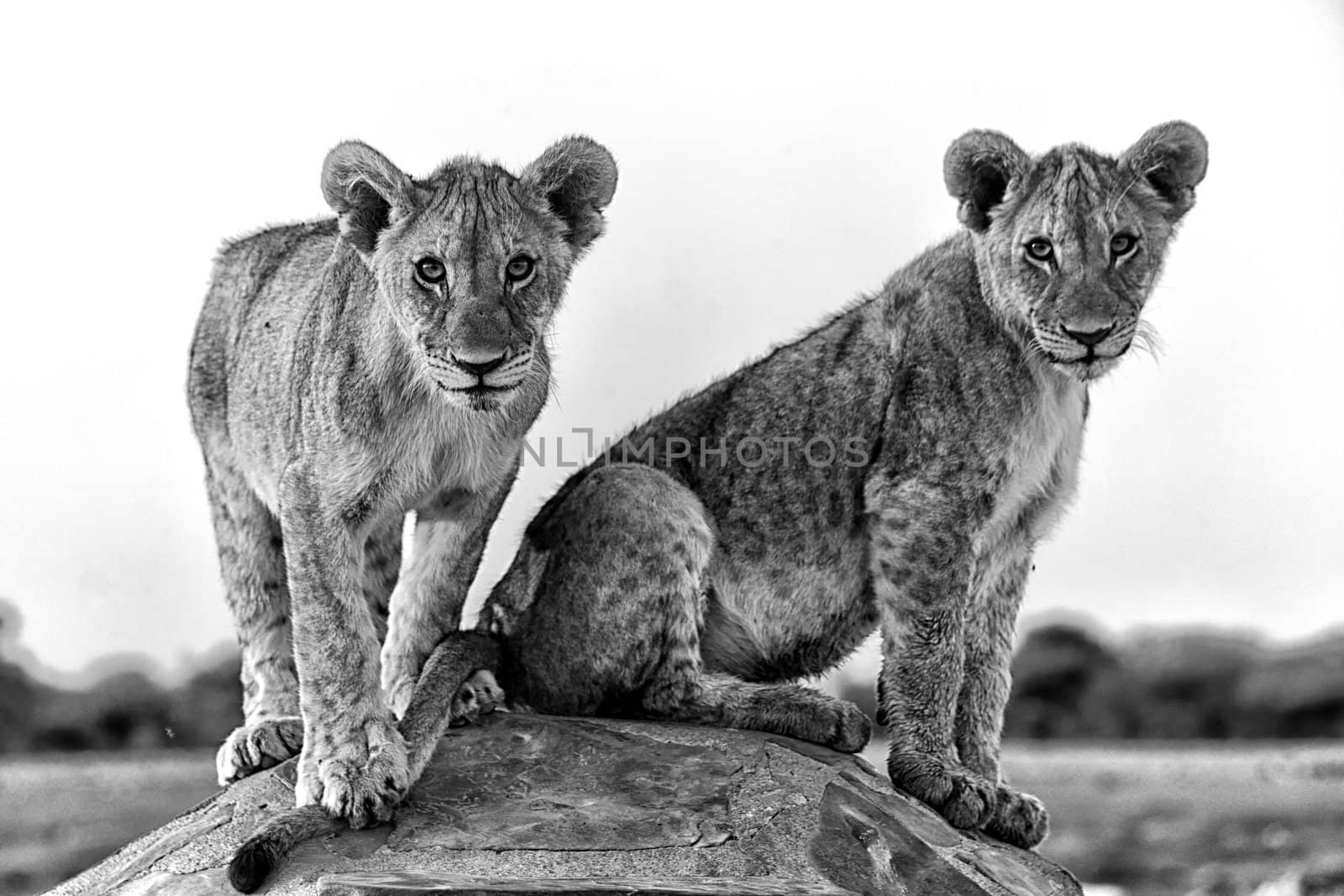 two lion cubs at chudob waterhole at etosha national park namibia 