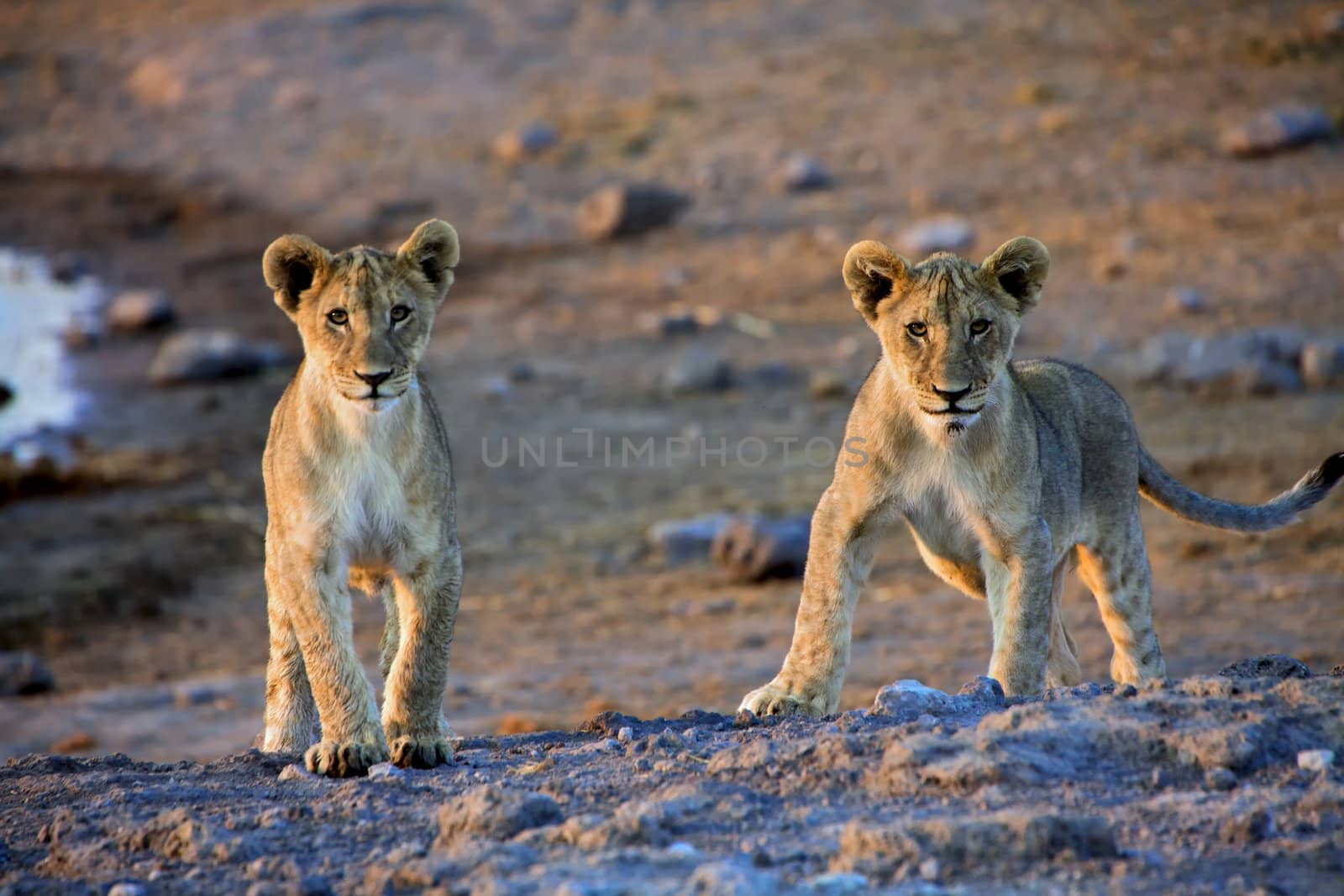 two lion cubs looking at me at etosha namibia africa
