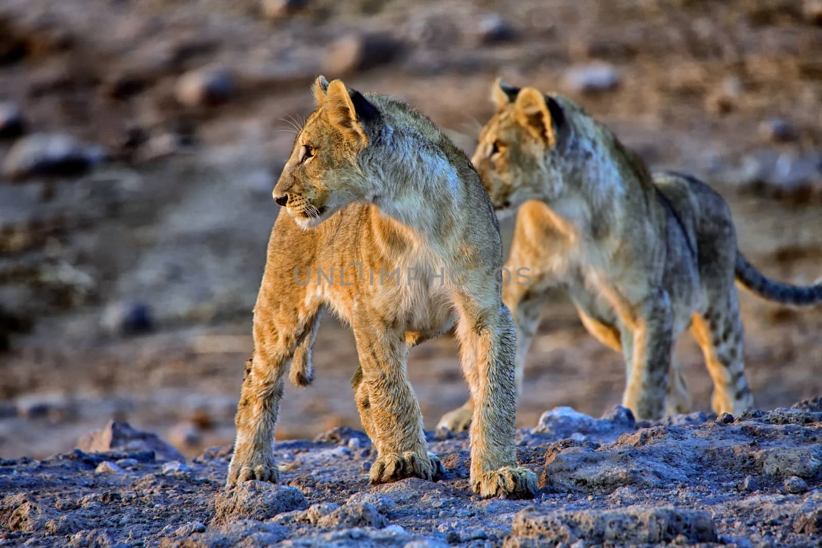 two lion cubs looking at an elephant at etosha national park namibia africa