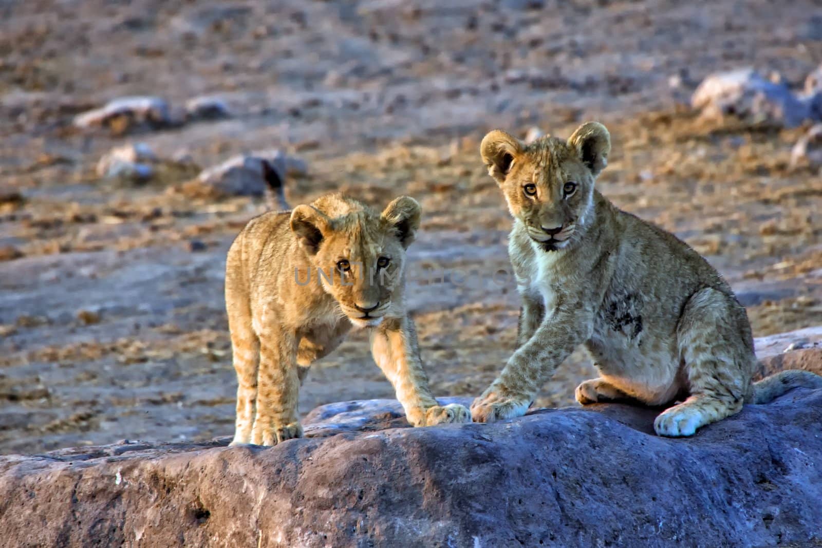 two lion cubs looking at me at etosha national park namibia africa
