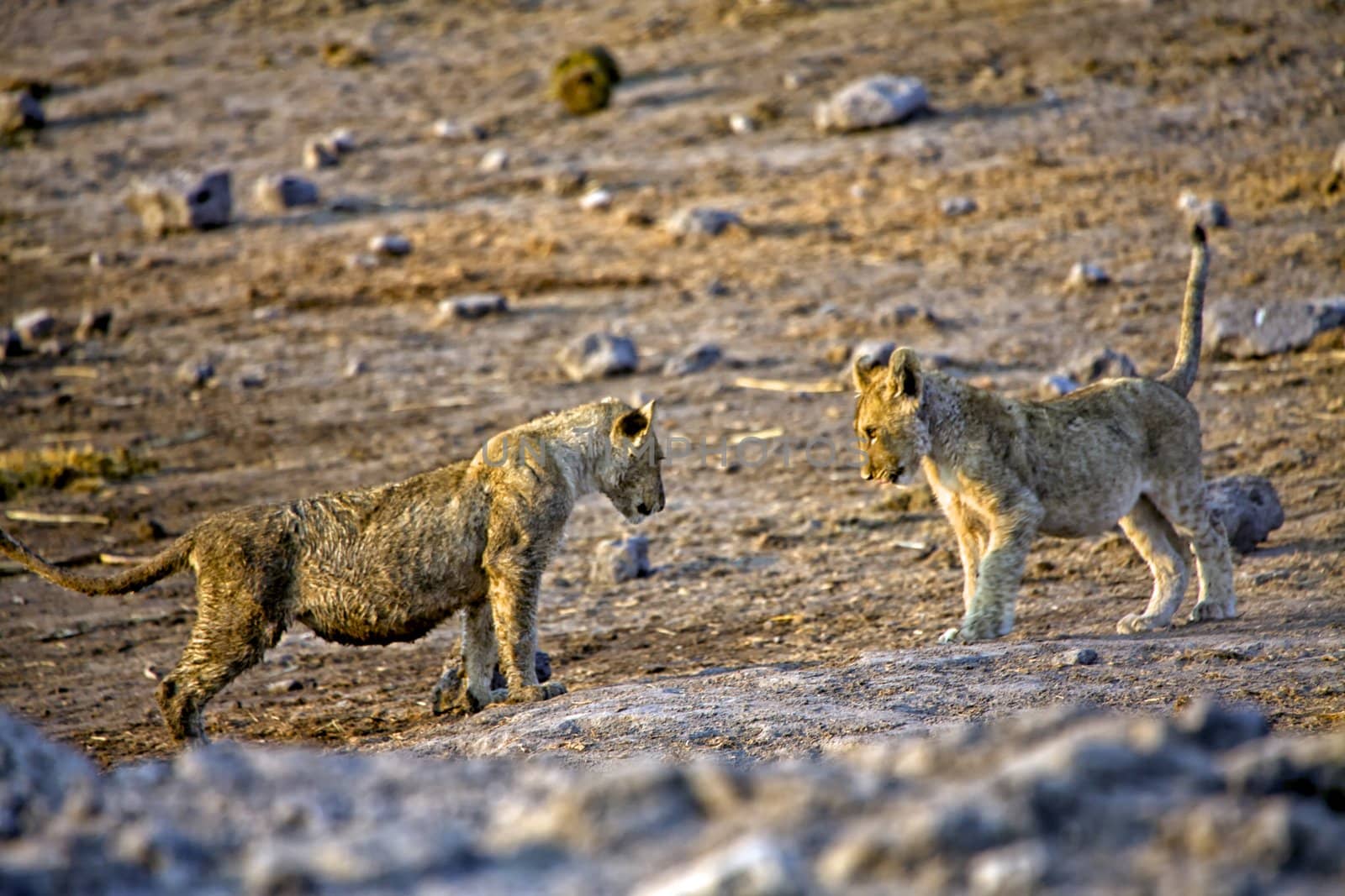 two lions cub playing in etosha national park namibia