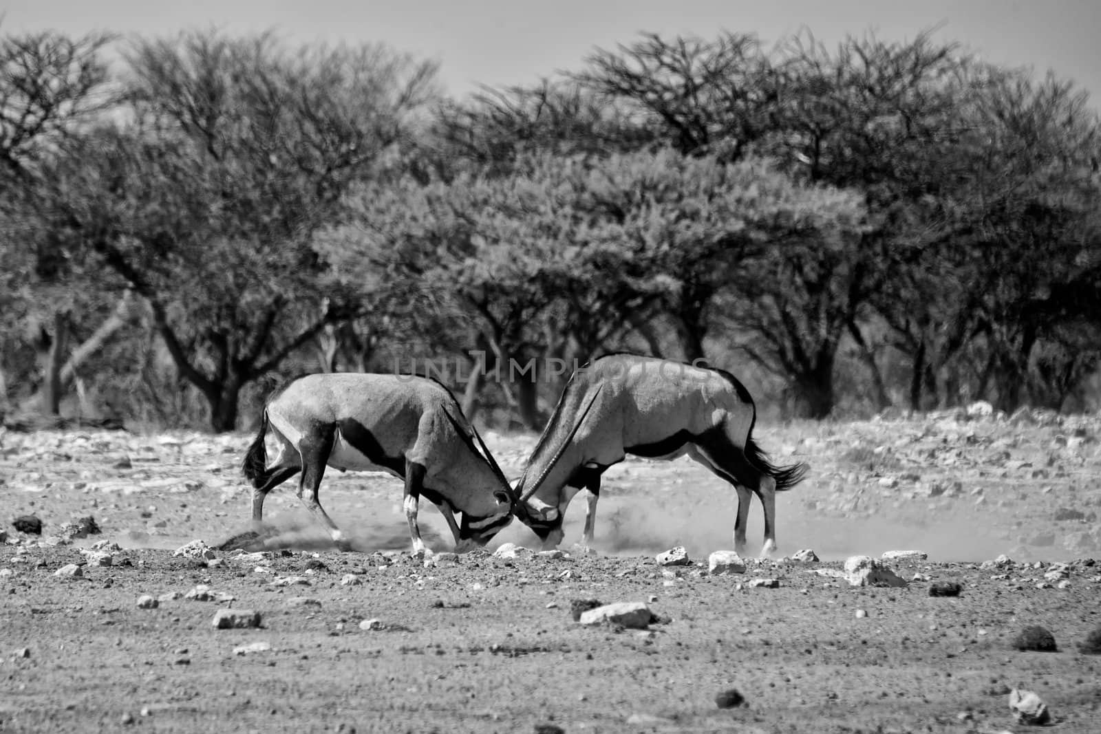 two oryx fighting at etosha national park namibia