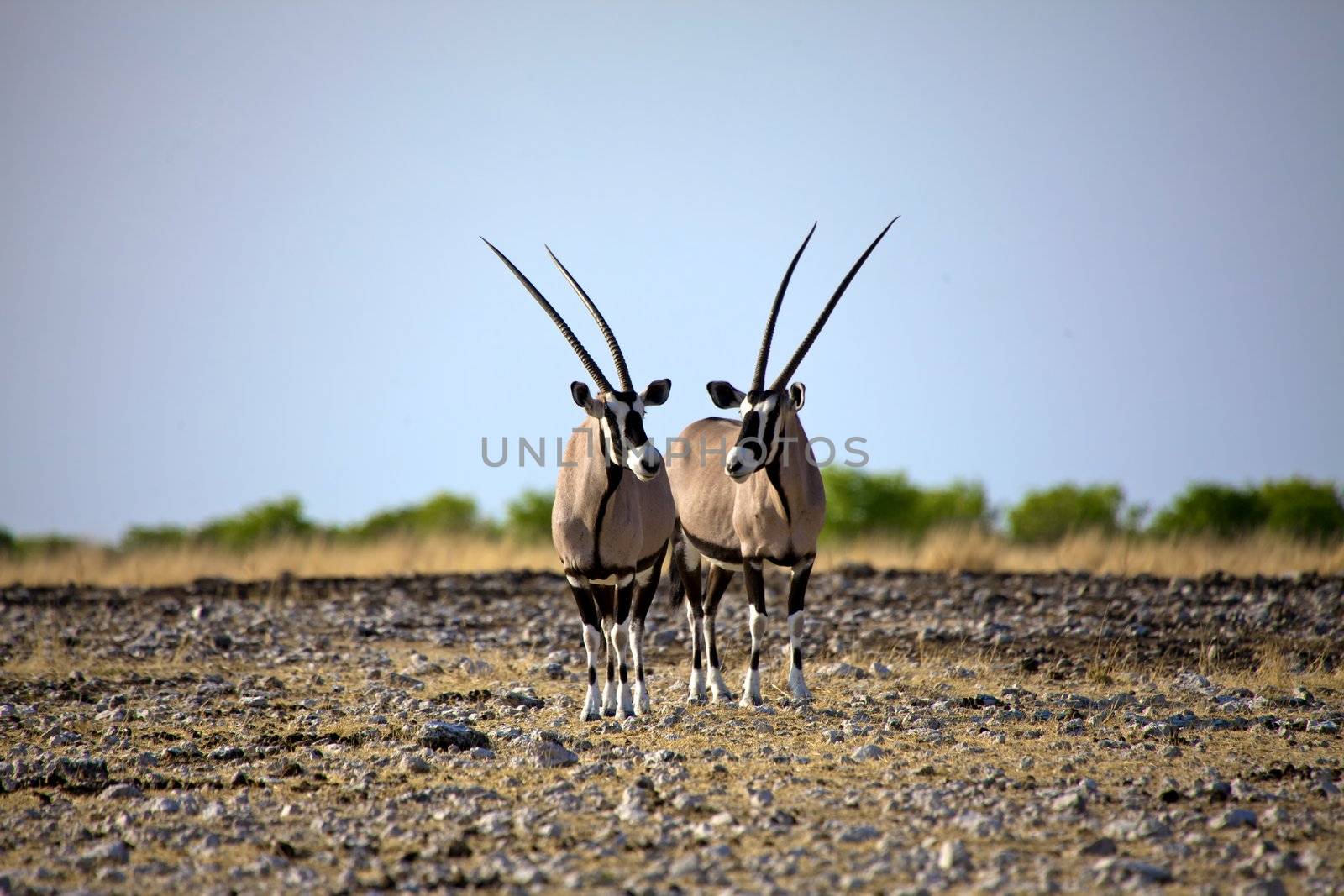 two Oryx in Etosha National Park Namibia