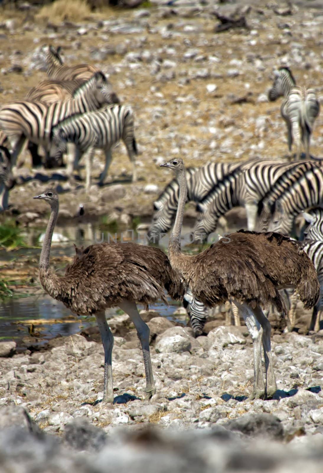 two ostrich near a waterhole in etosha national park namibia