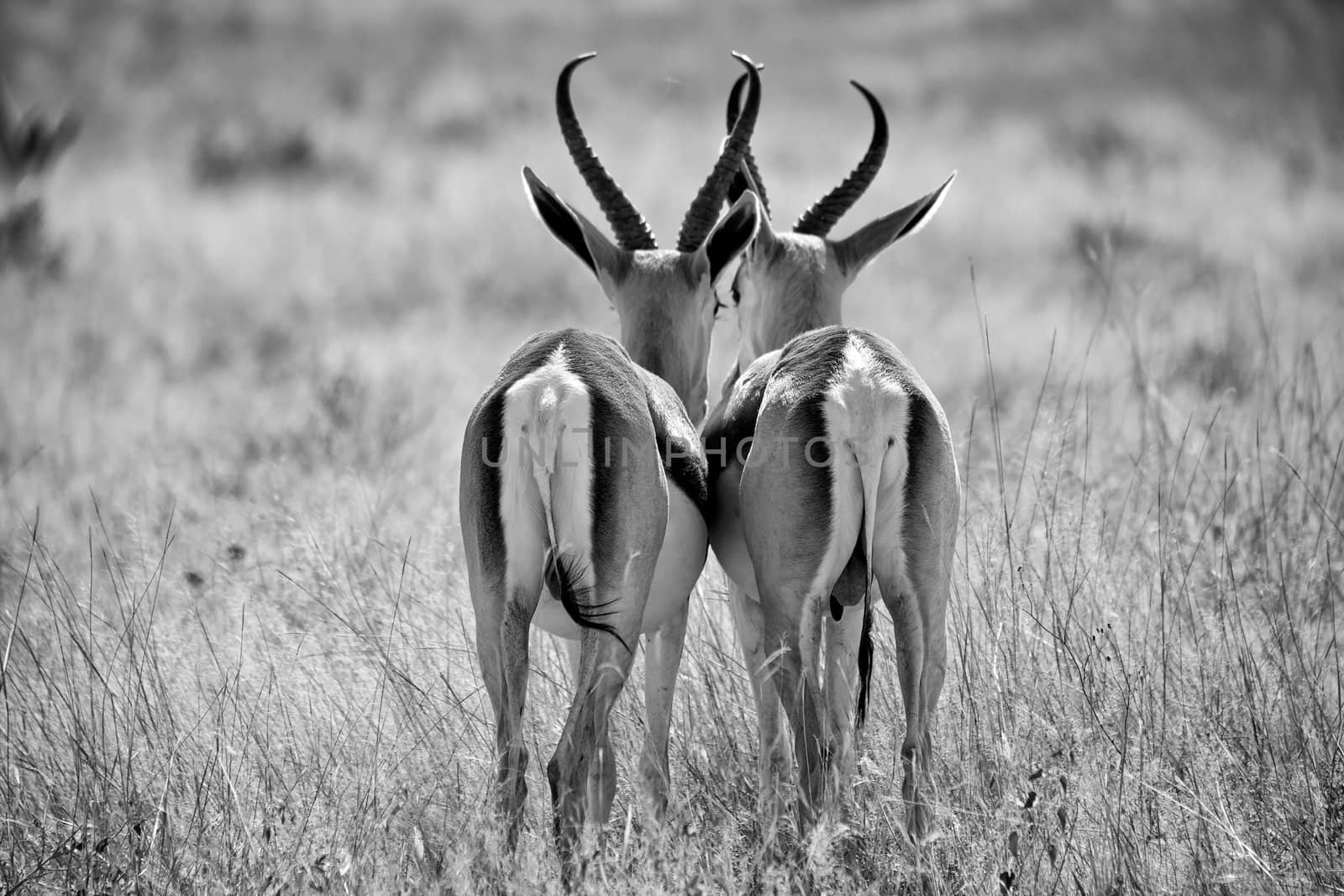 two springbok in black and white at etosha national park namibia