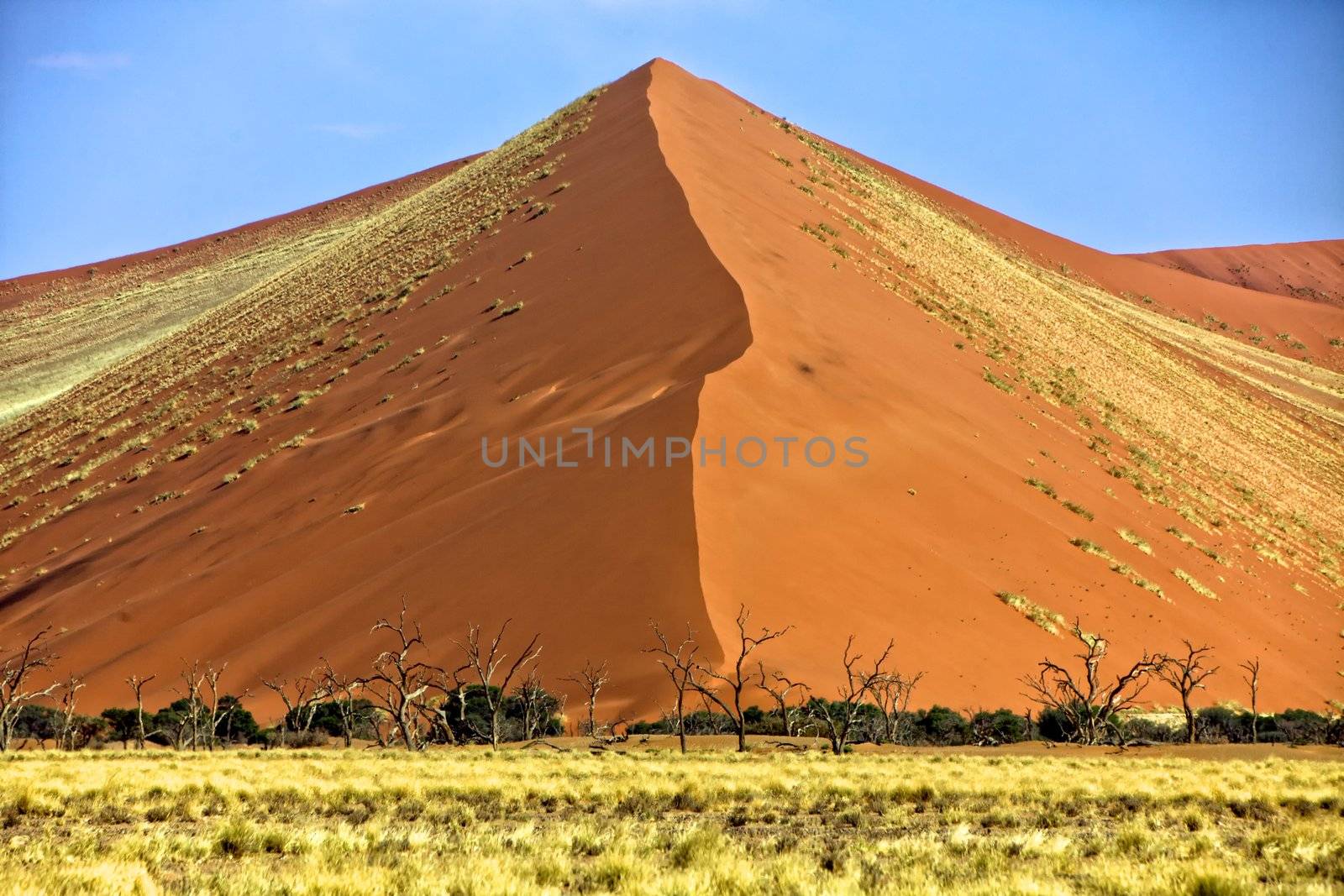 vast orange dune at Sossusvlei namib naukluft park namibia africa