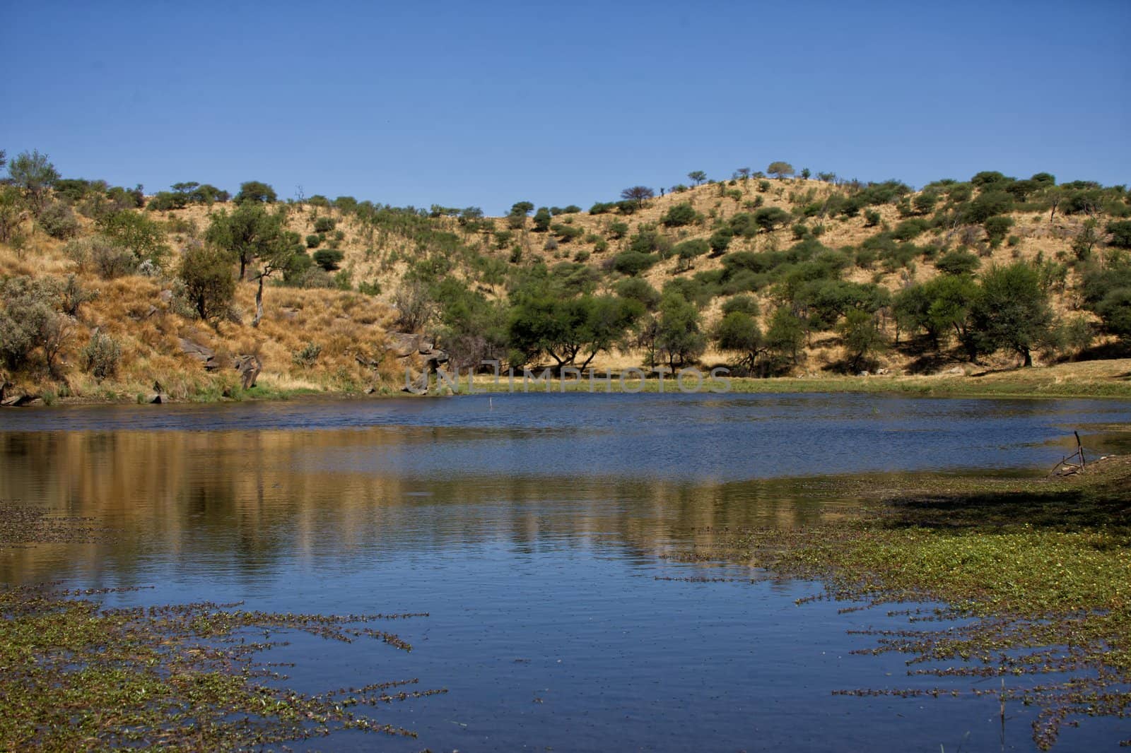 waterhole at daan viljoen game park namibia africa