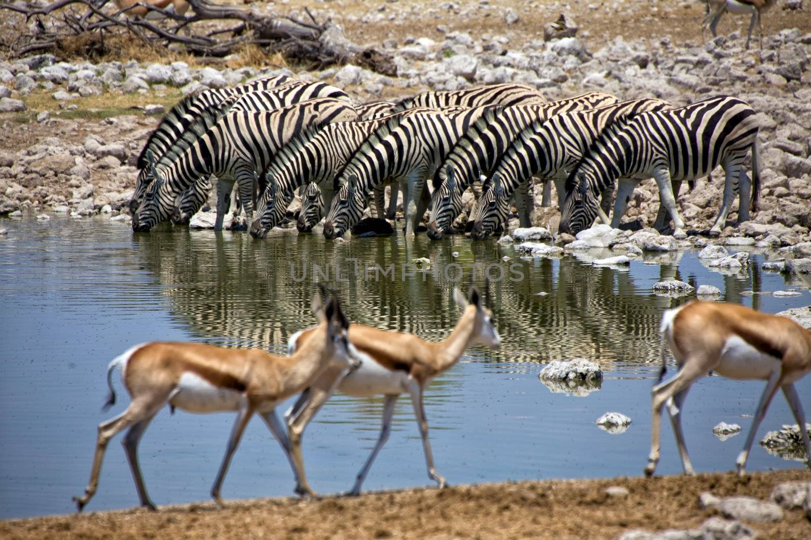 zebra drinking water at okaukuejo national park namibia africa