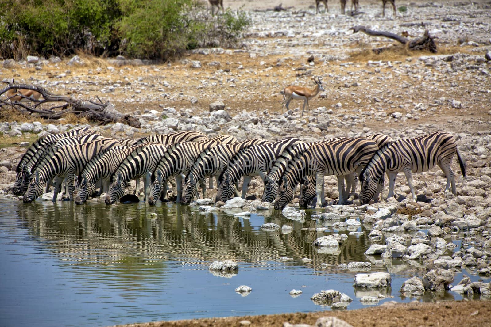 zebra drinking water at okaukuejo national park namibia