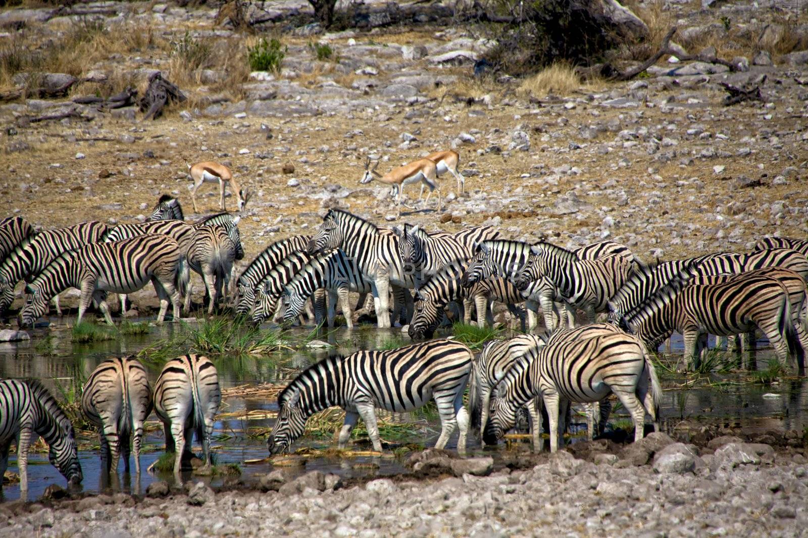 zebra drinkink water in Etosha national park namibia africa