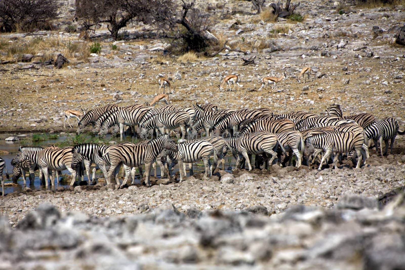 zebra drinkink water in Etosha national park namibia