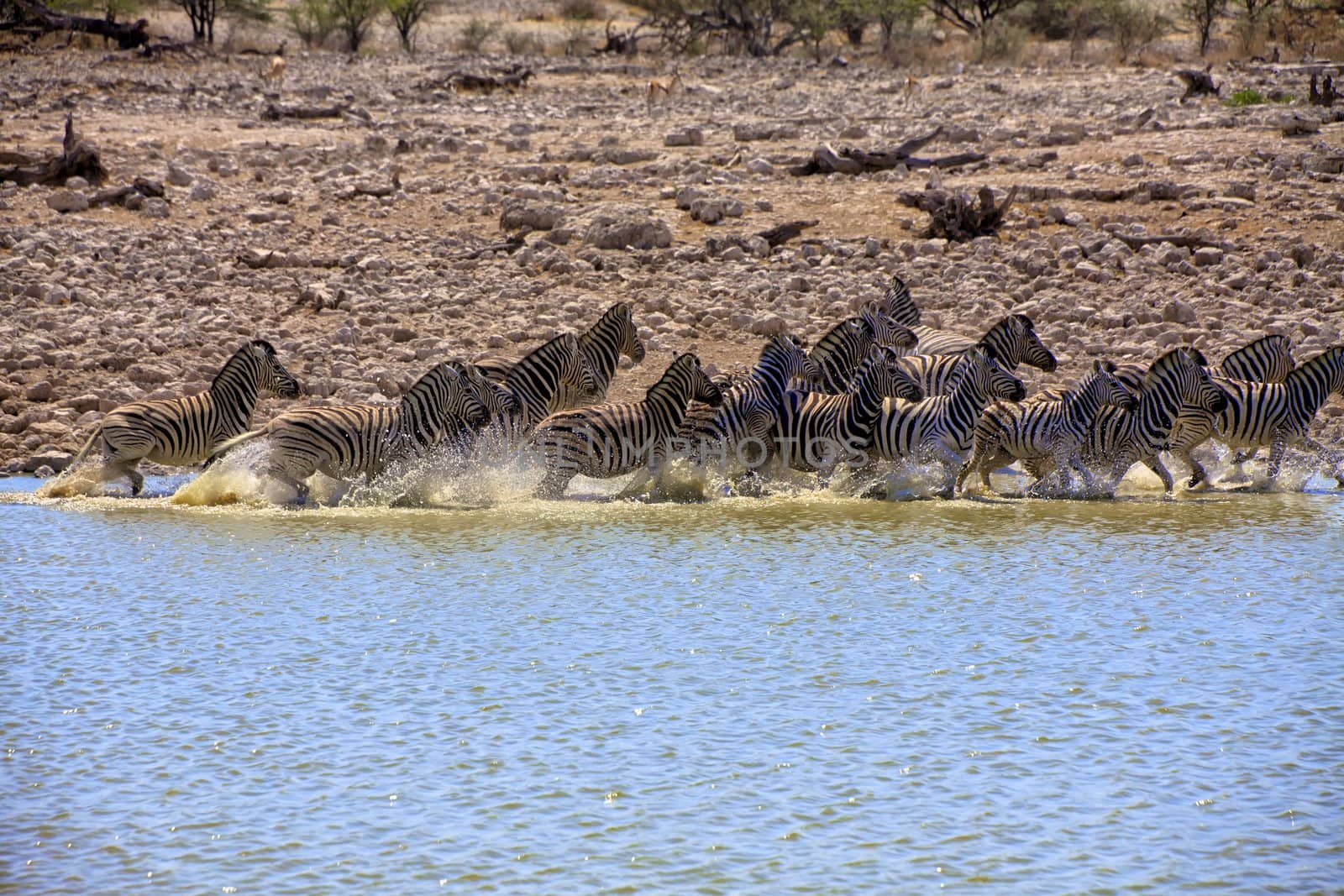 zebra running in a water hole in etosha national park