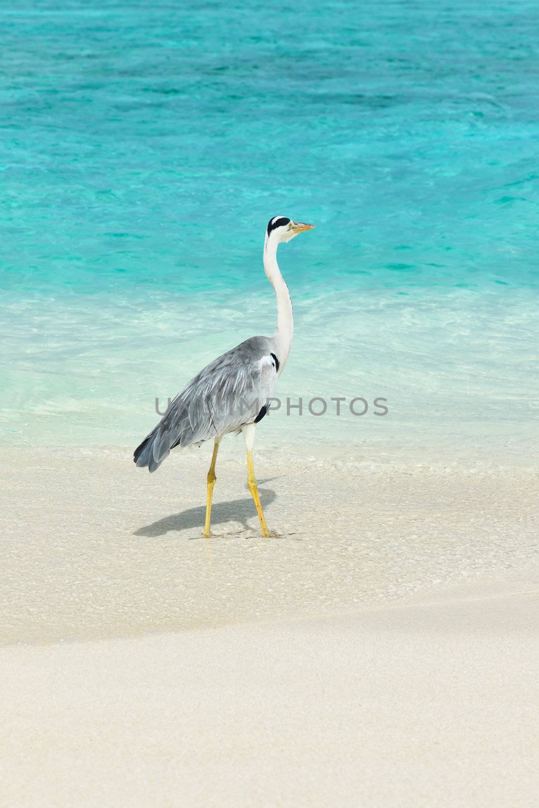 Heron at the beach by haveseen