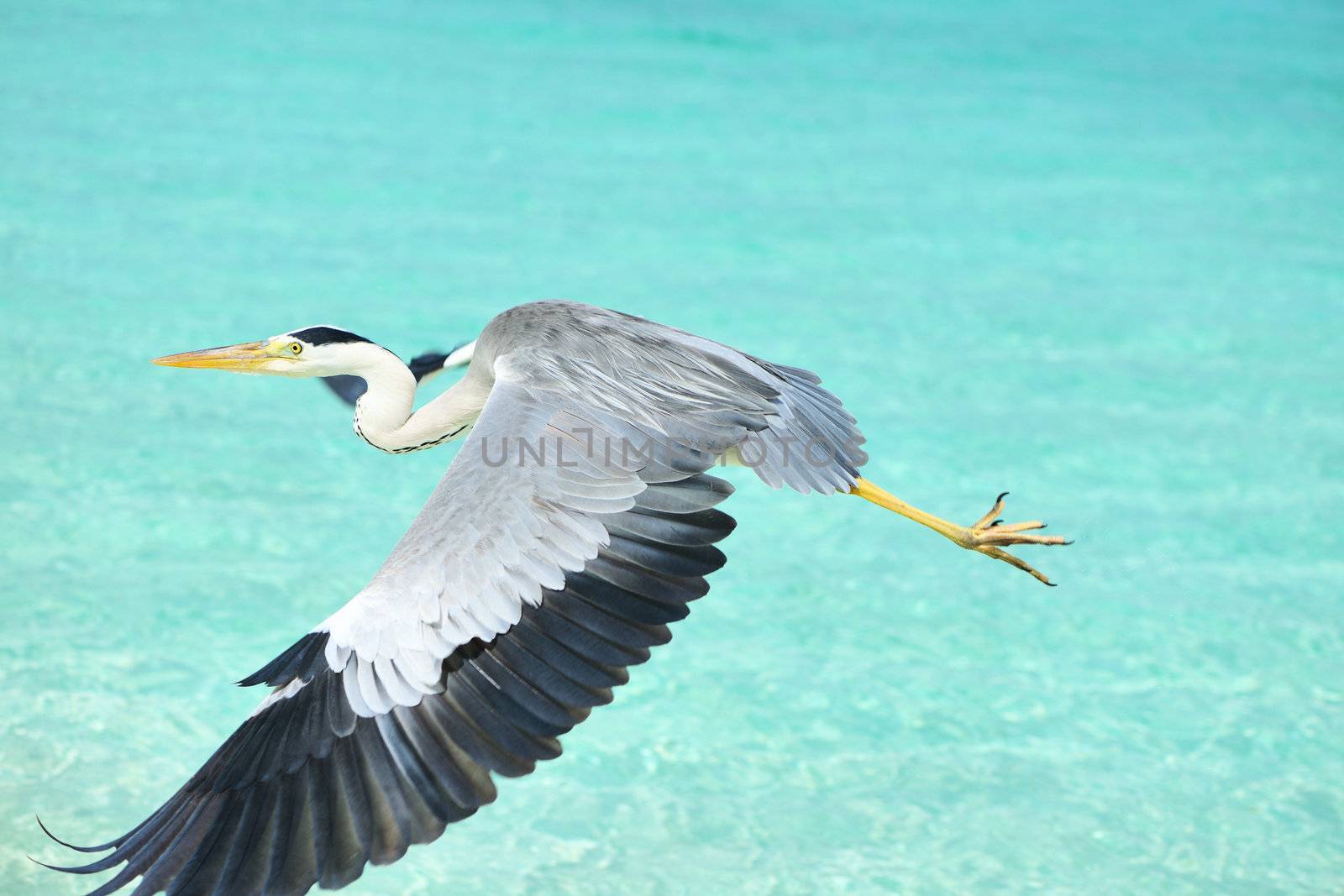 Heron at the beach on Maldivian island