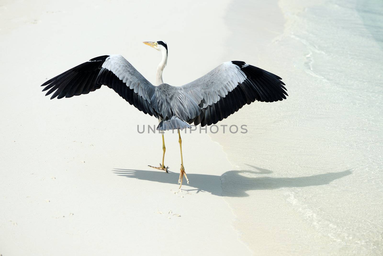 Heron at the beach on Maldivian island