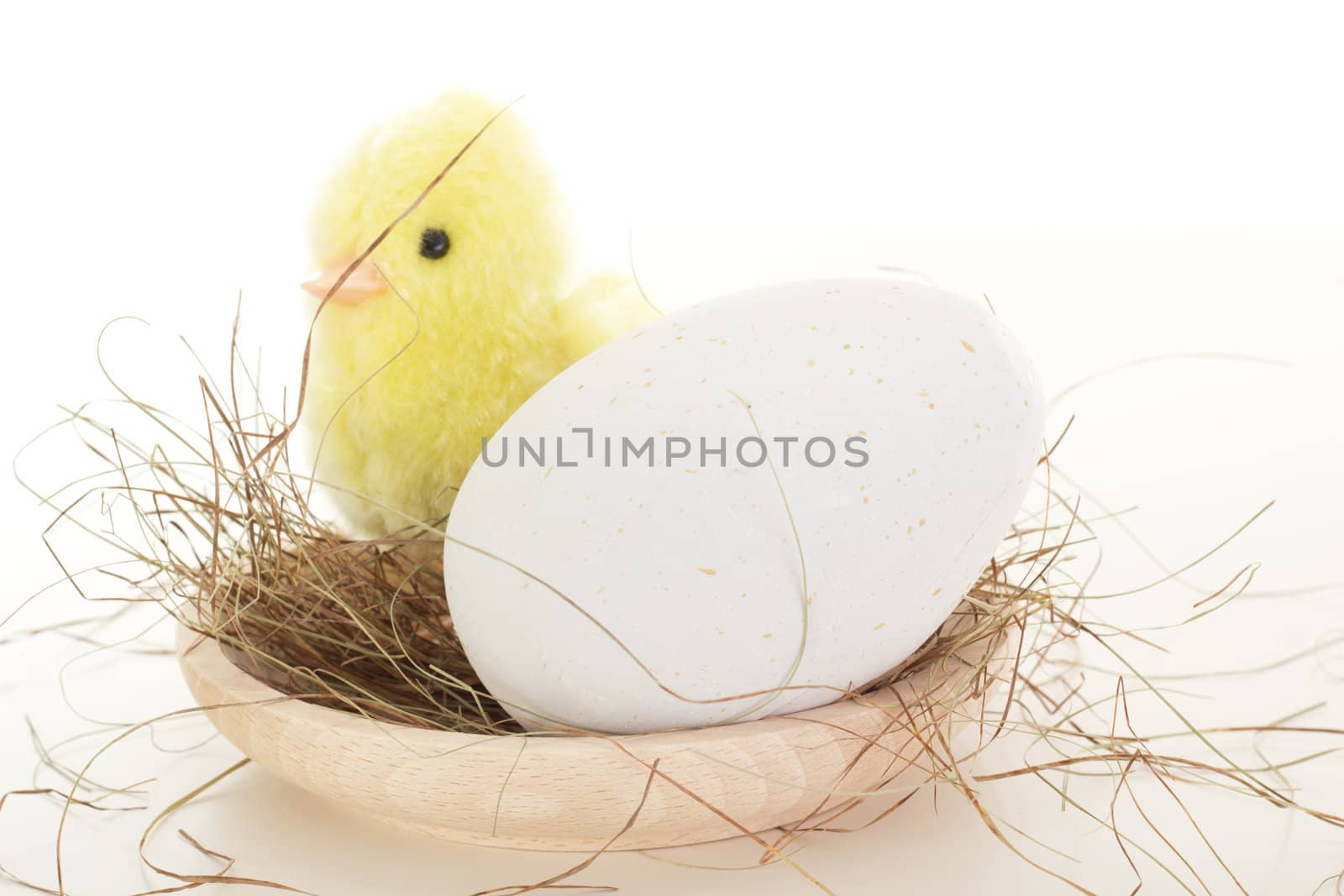 Bird's nest with chick
