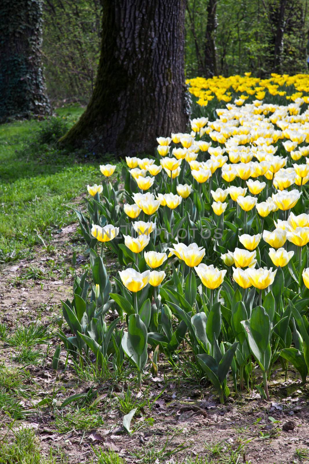 Cultivation of Darwin Hybrid Tulip Jaap Groot: yellow and white bicolor, perennial group