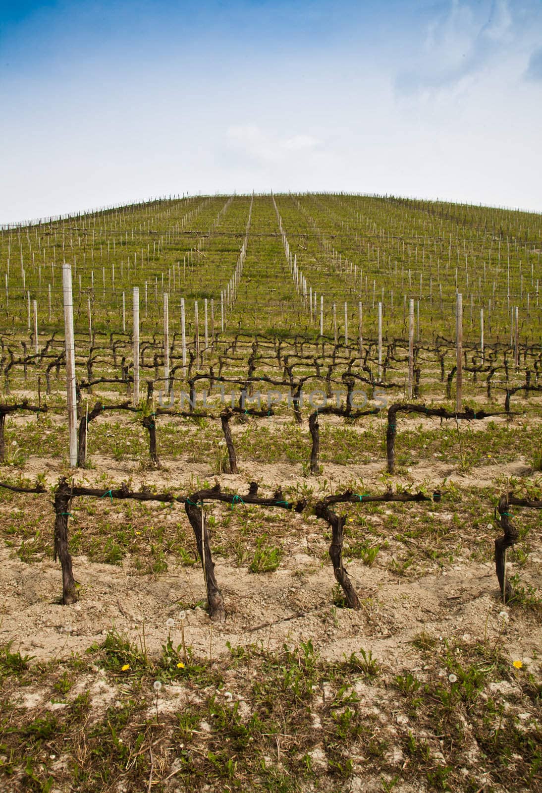 Barbera vineyard during spring season, Monferrato area, Piedmont region, Italy