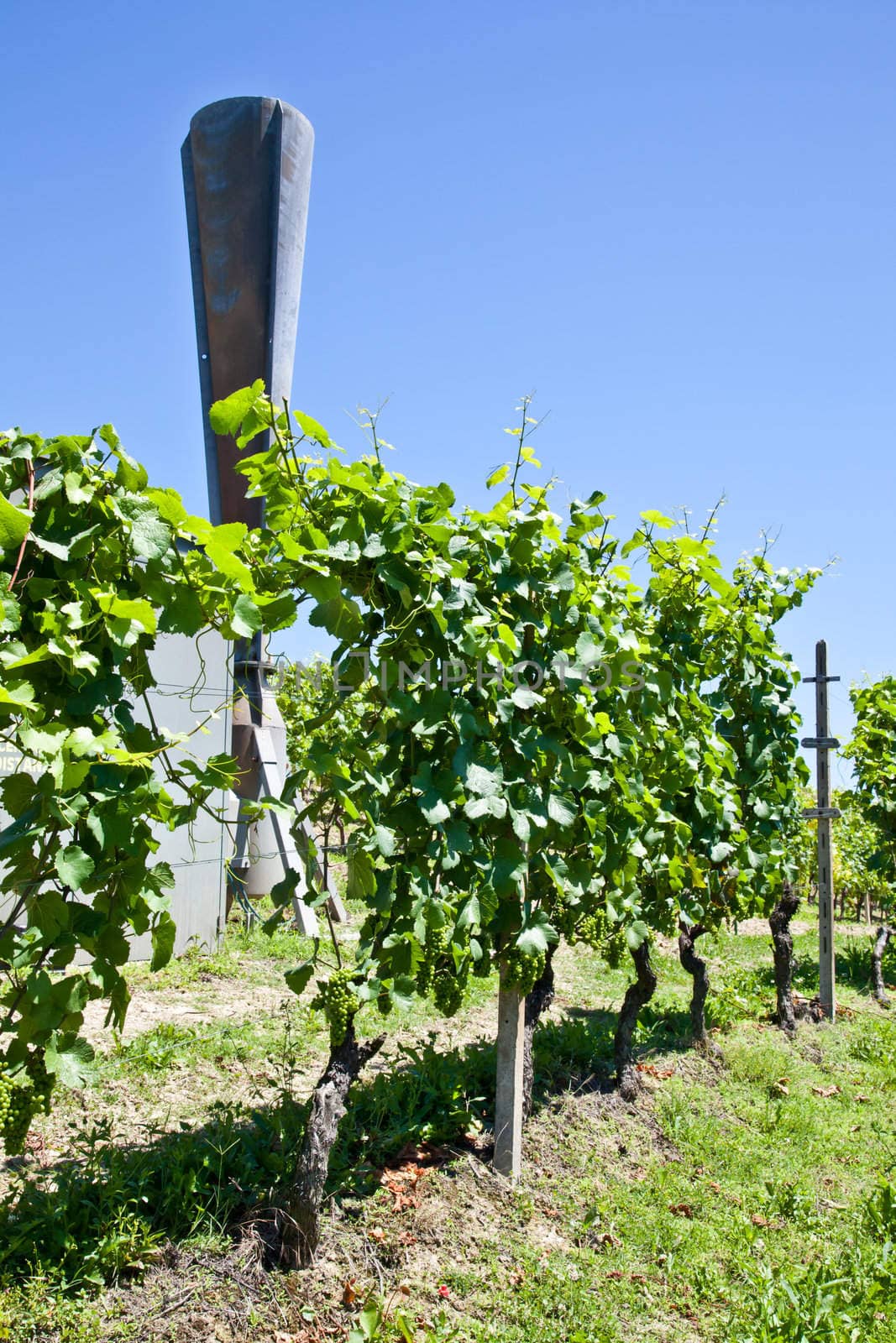 Hail cannon in Italian vineyard, Monferrato and Langhe area, Piemonte region.