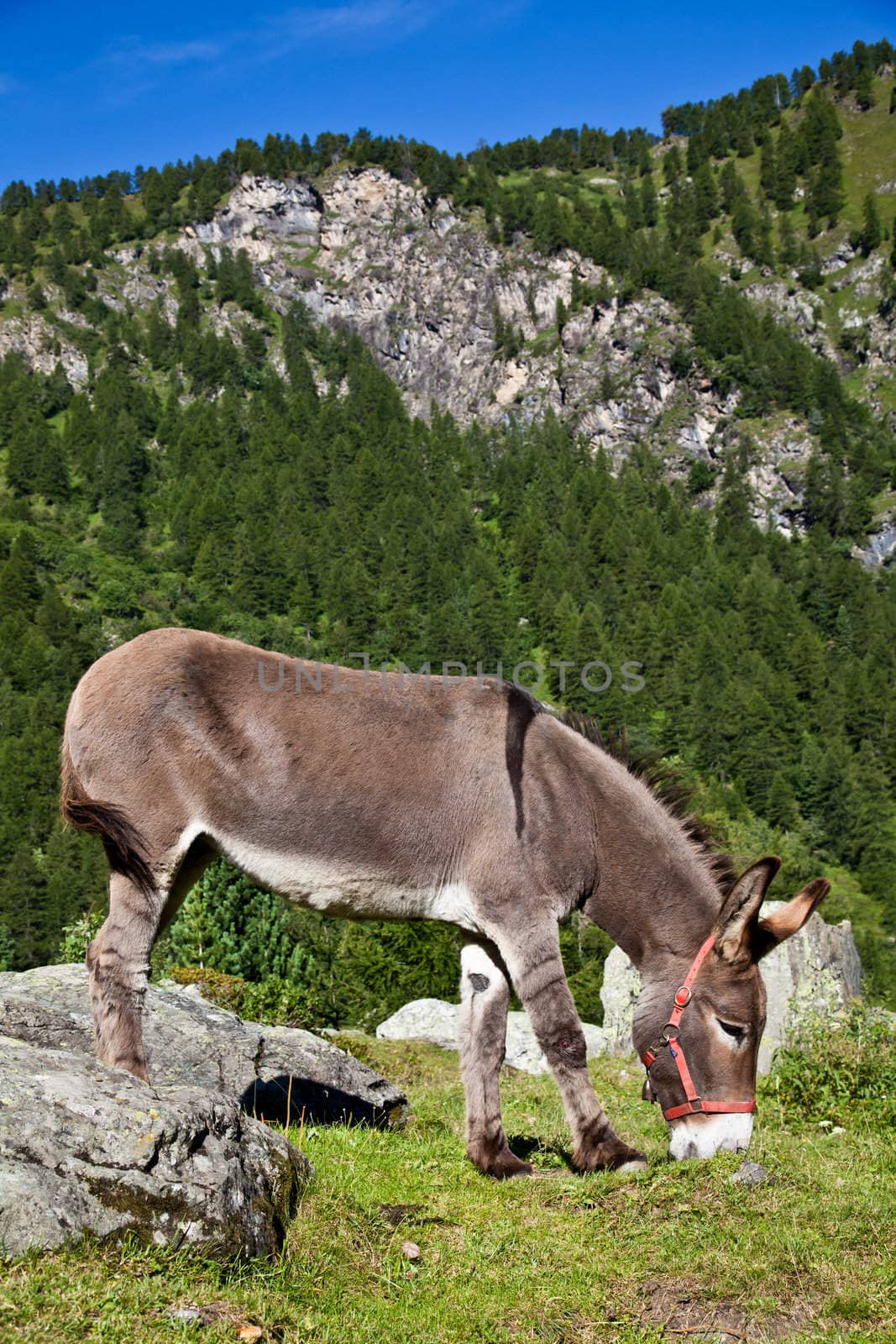 Orsiera Park, Piedmont Region, Italy: a donkey free in the park