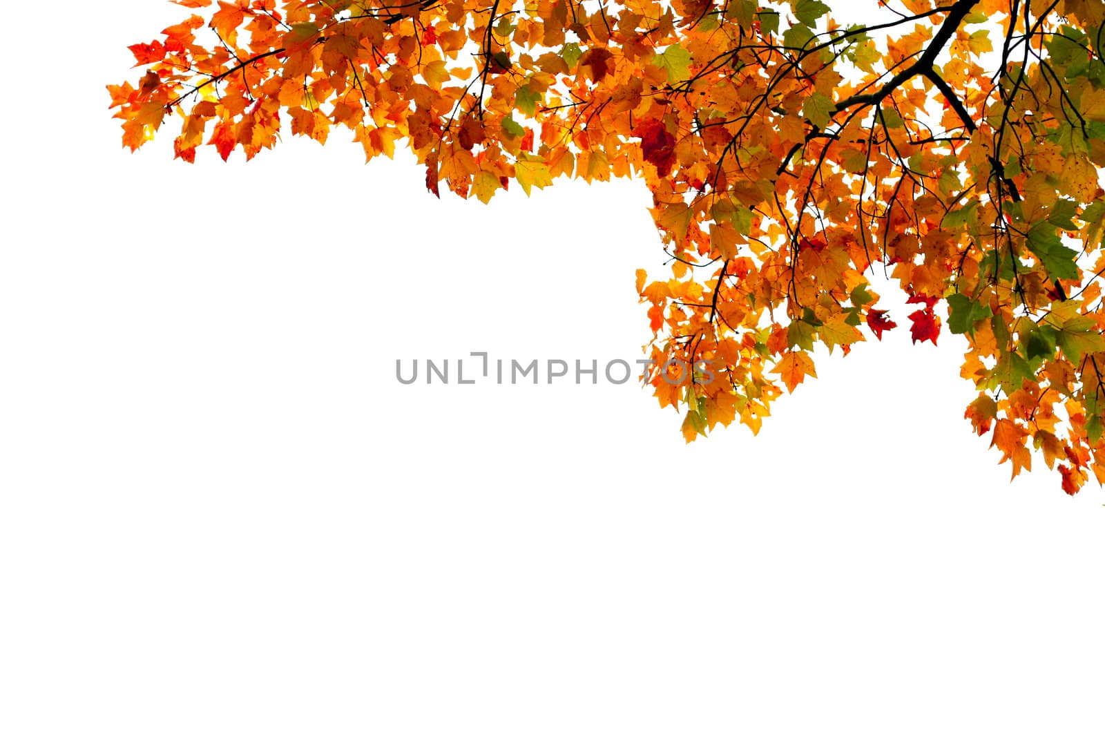 Vividly colored autumn leaves in corner of frame; by jarenwicklund
