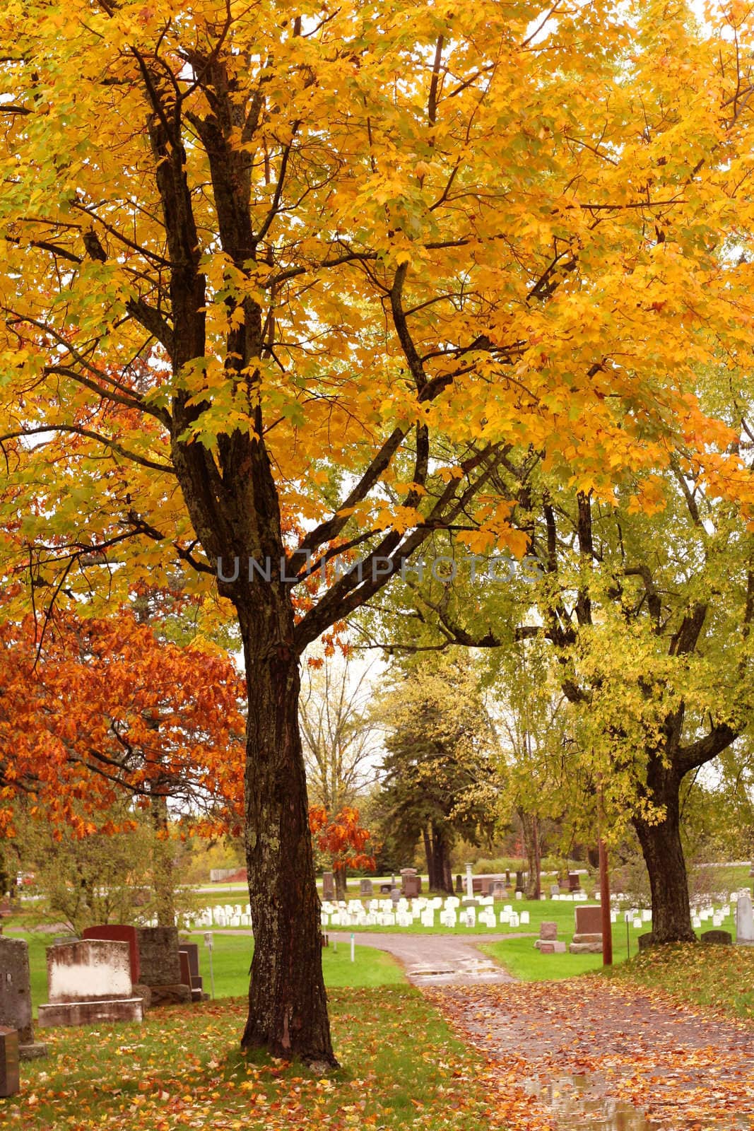 Autumn leaves on trees in a quiet country cemetary.