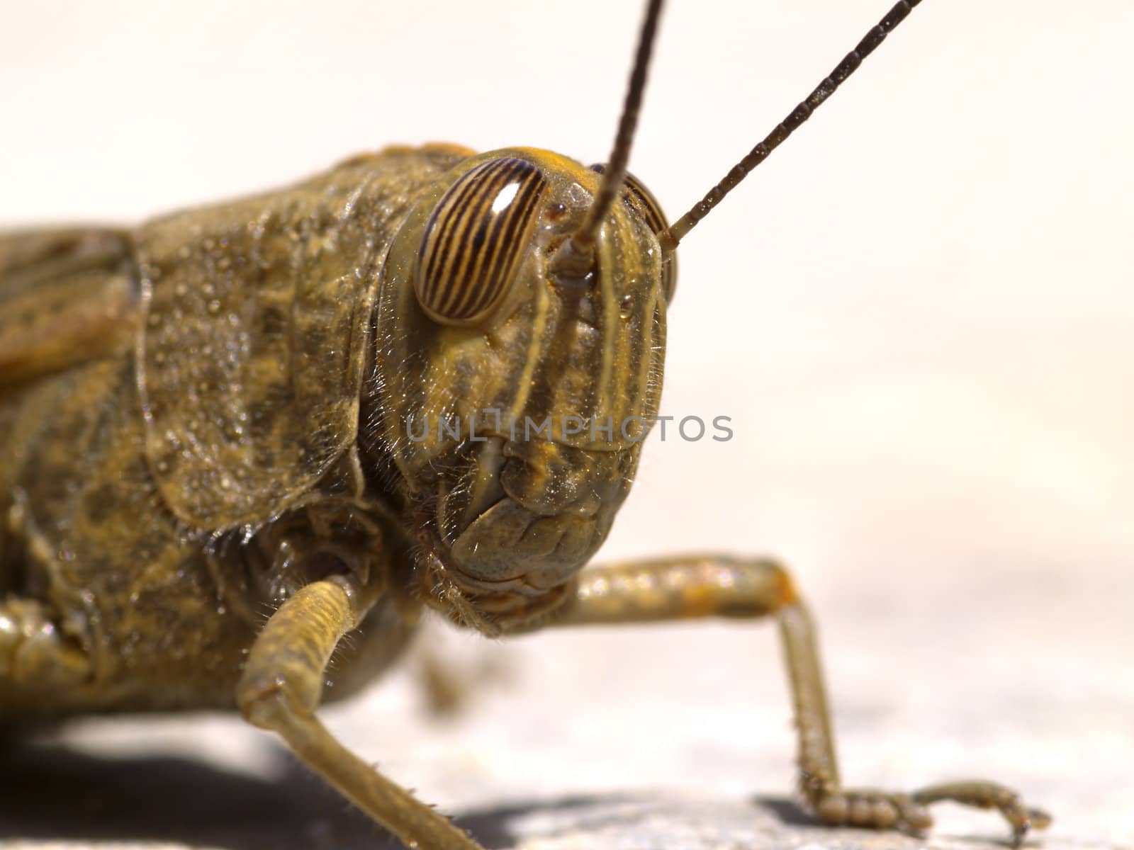 locust portrait