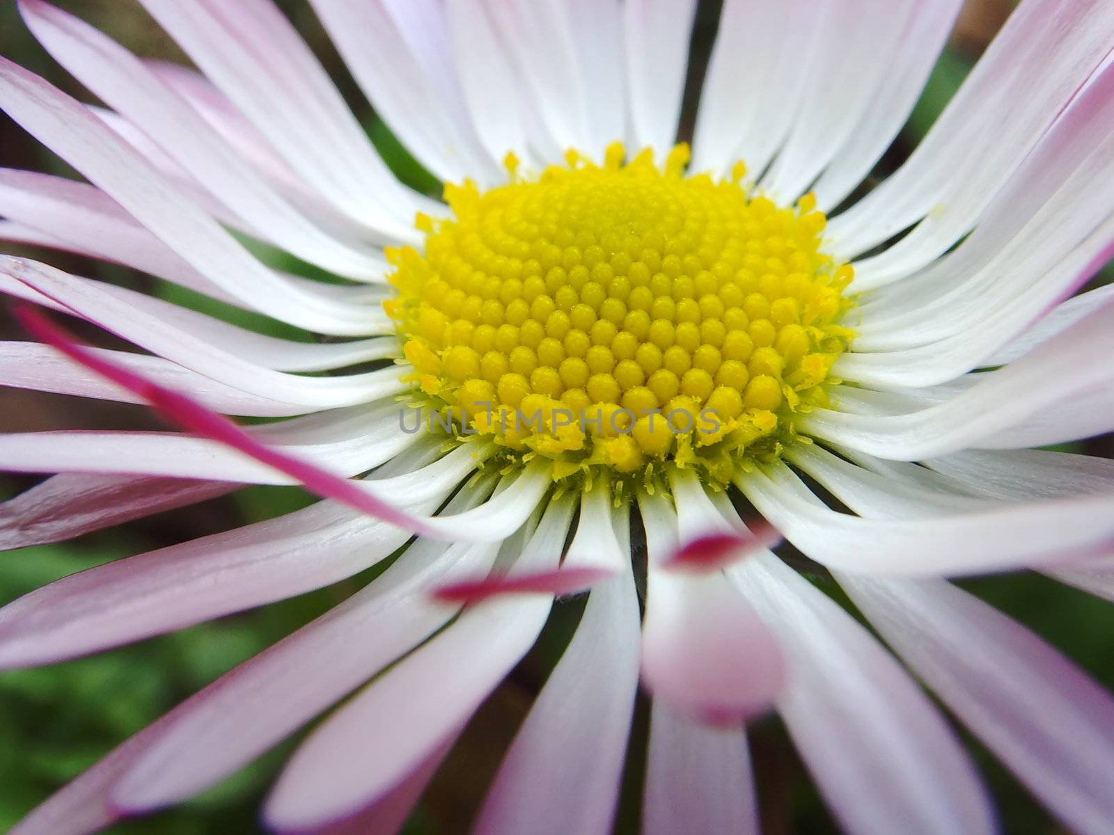 a close up of a daisy flower widelly open