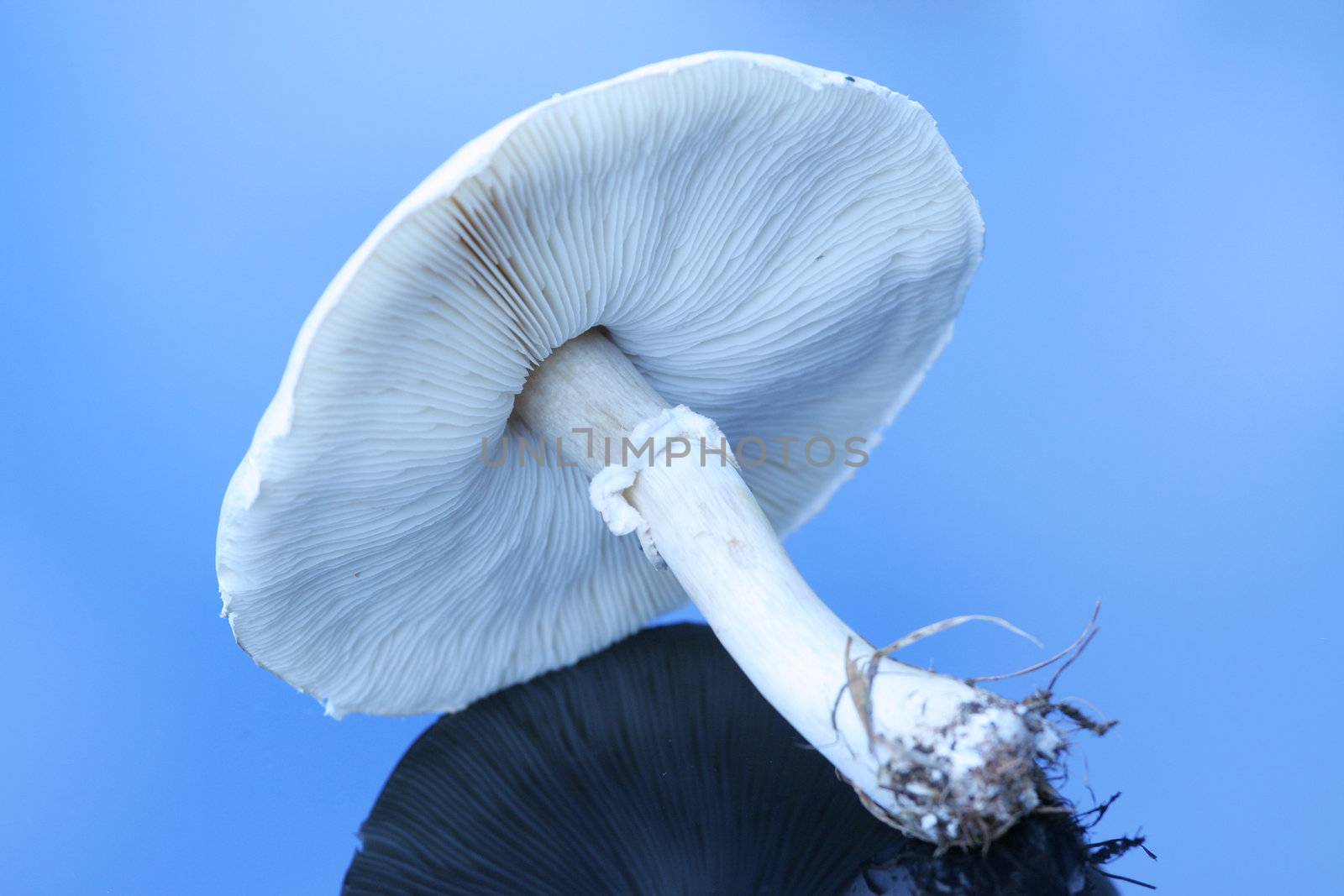 Large white mushroom on reflective surface.;