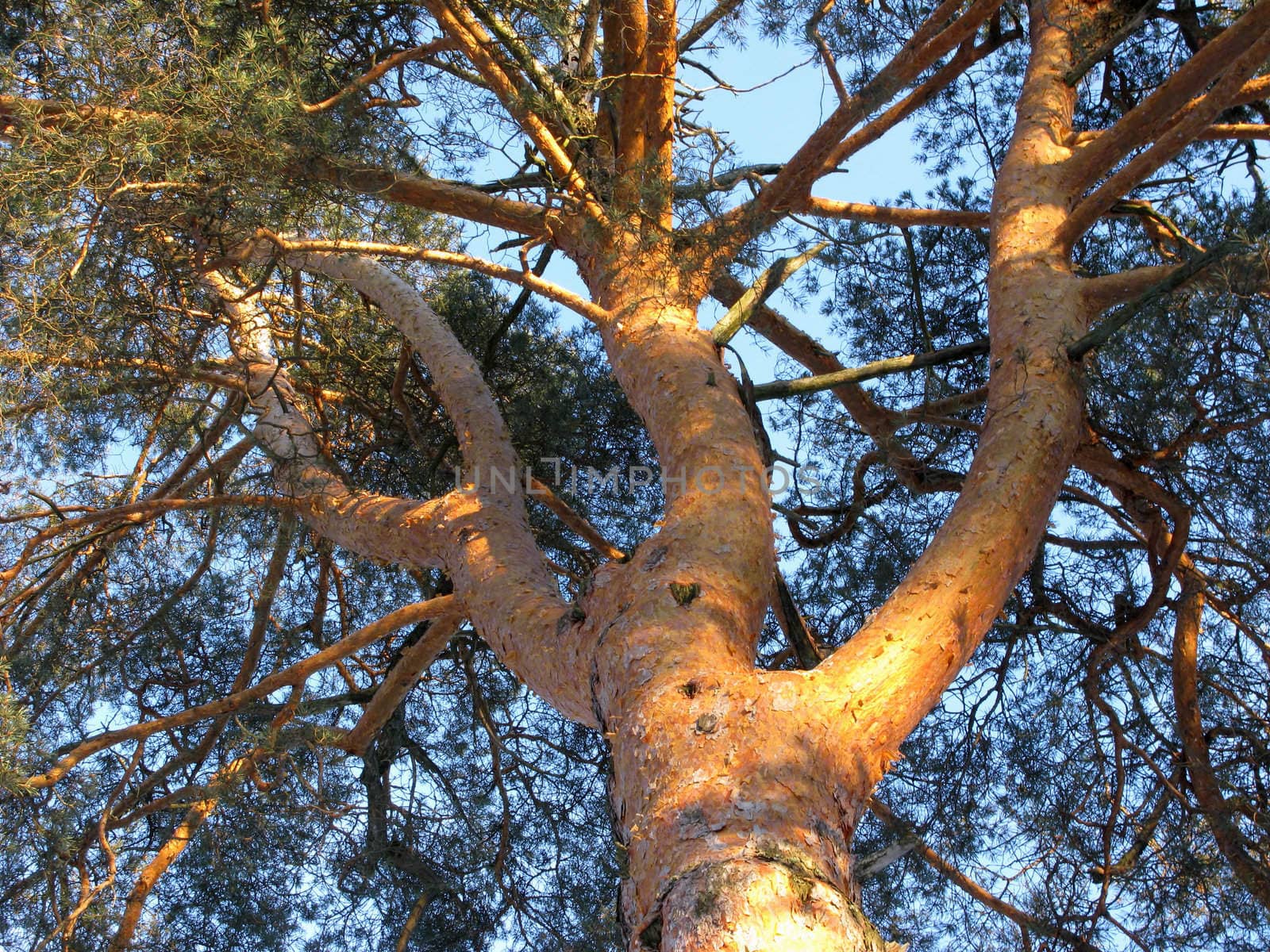 Top of pine tree with big branches