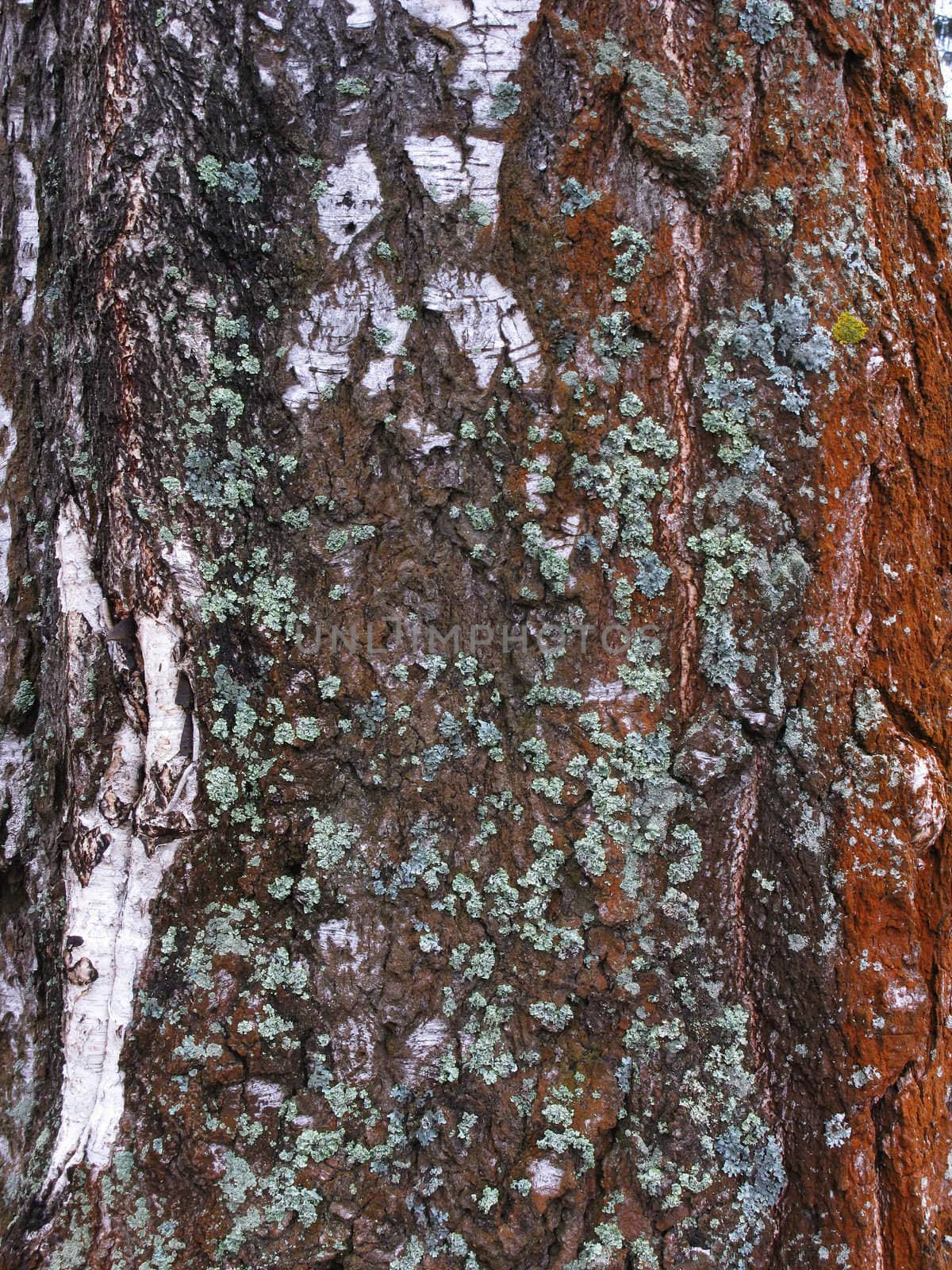 Old birch bark texture with lichen by wander