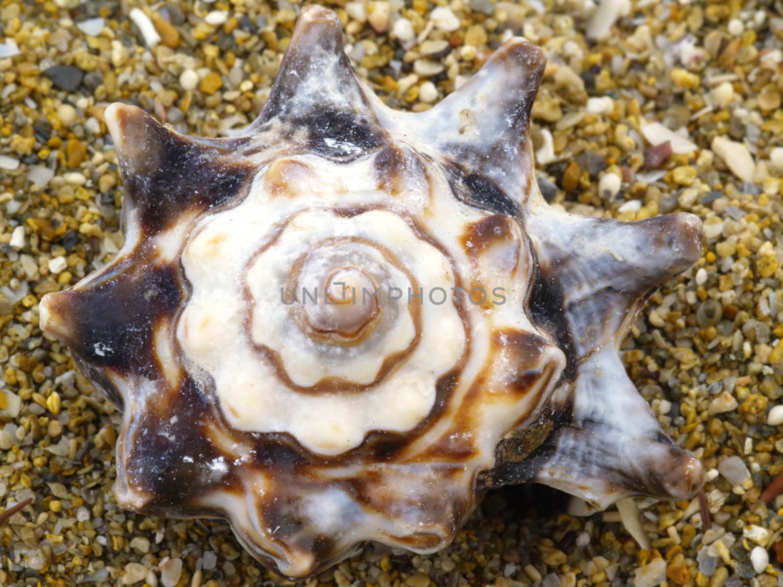 snail-shell in the sand