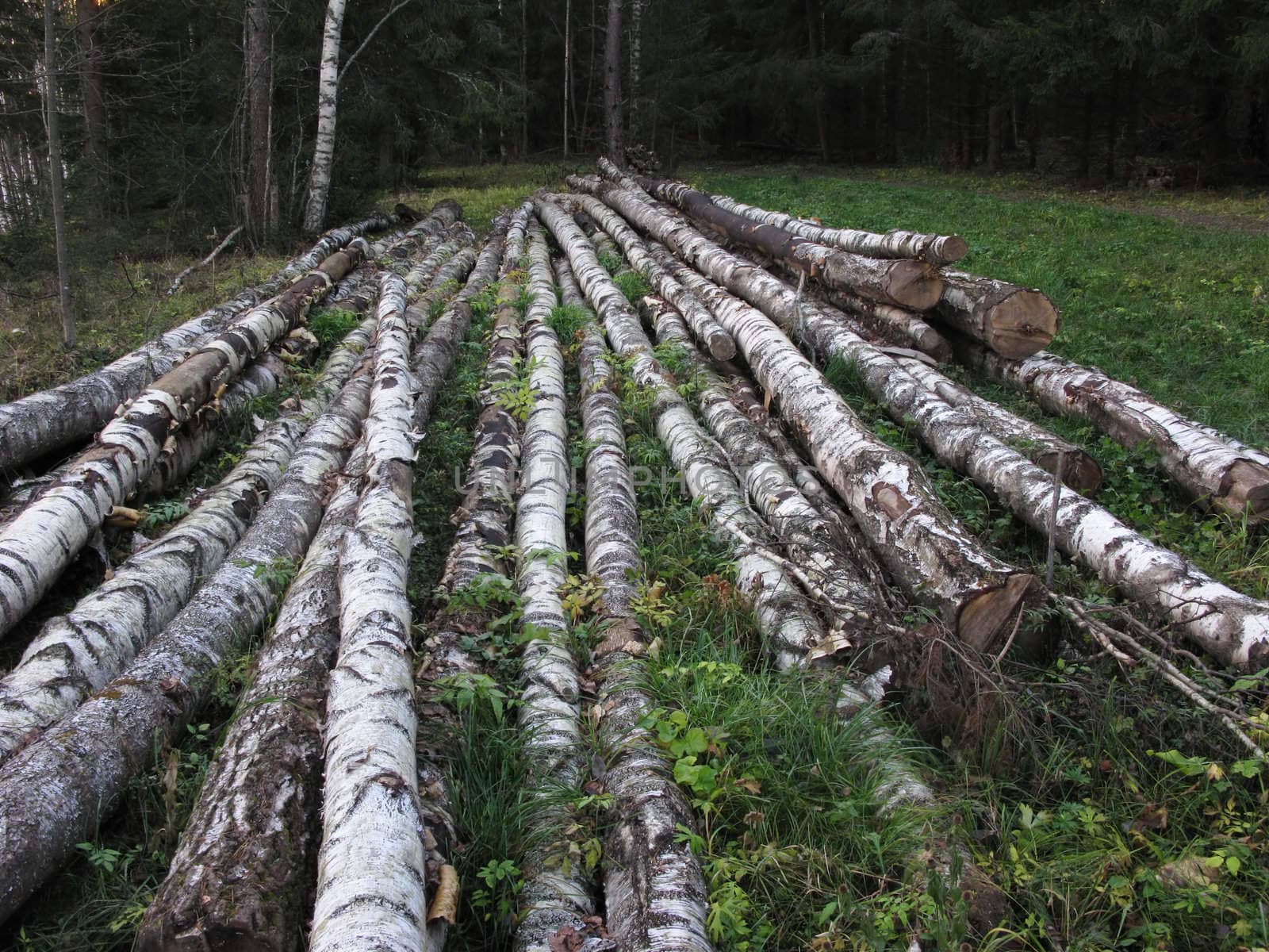 Pile of birch logs in the forest by wander