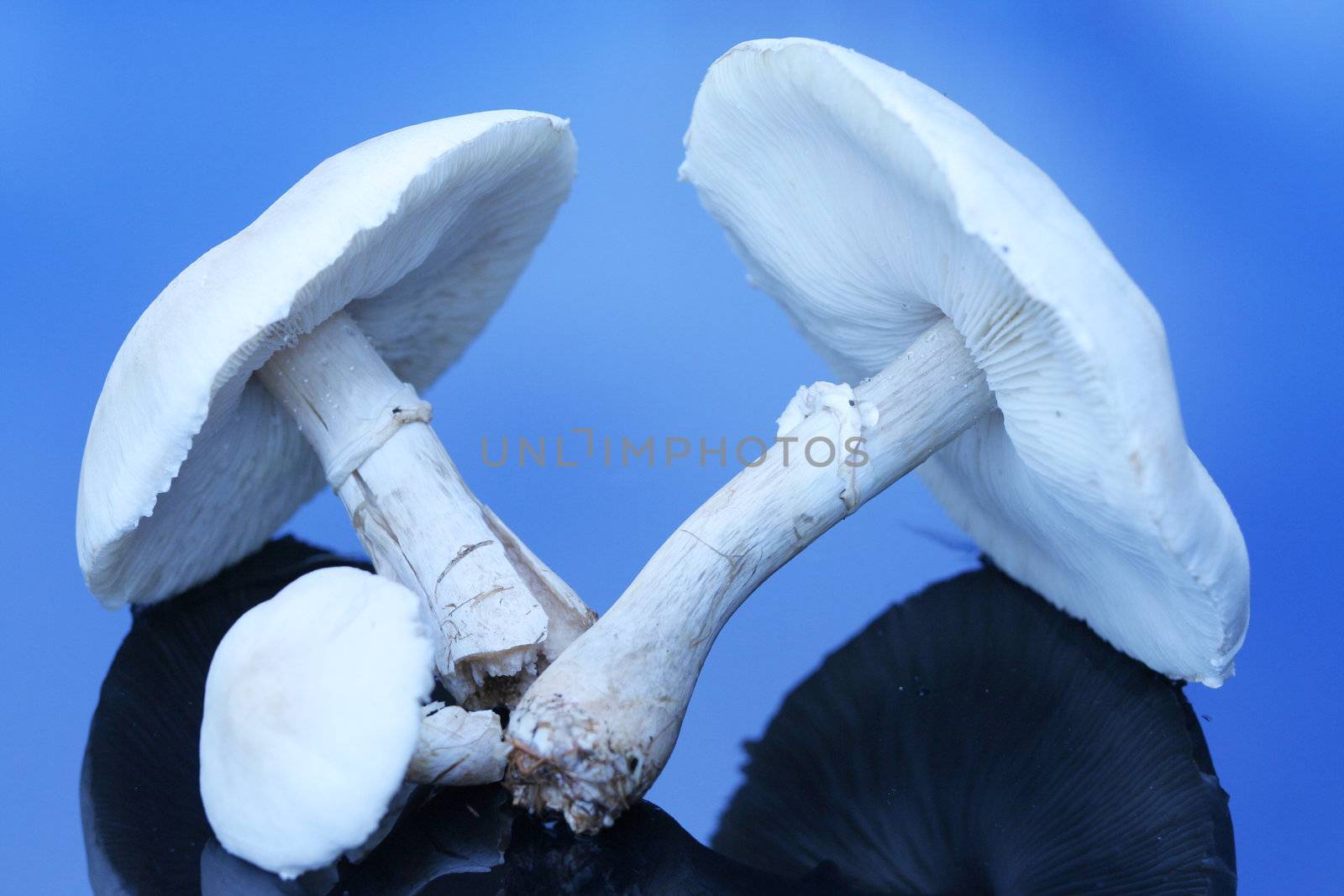 Large white mushroom on reflective surface.;