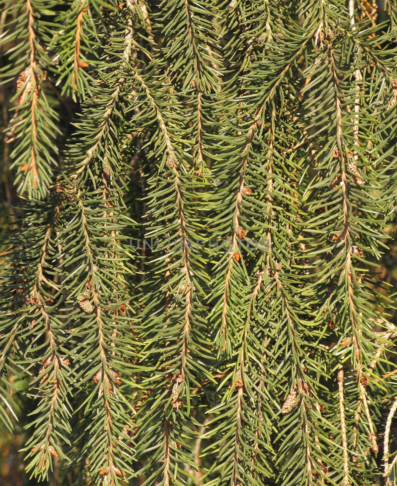 Vertical fir branches with small cones