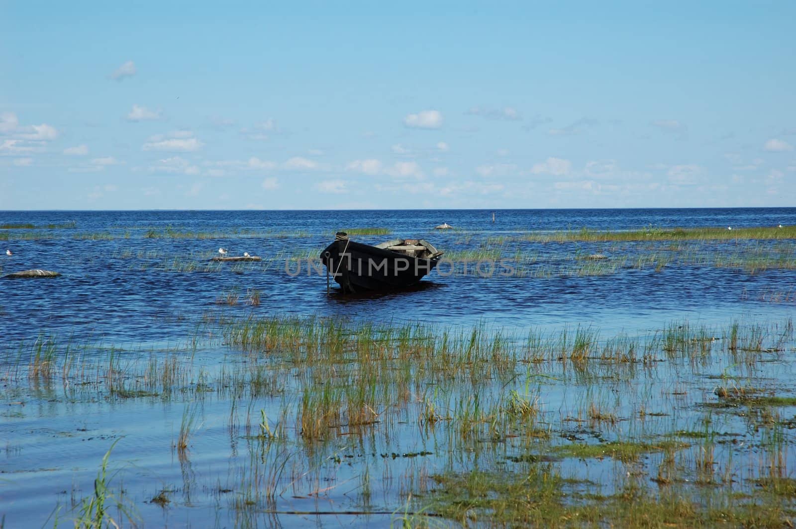 An old fishing wooden boat not far the lake bank in north Russia, swampy soil with green grass, gulls on the stones
