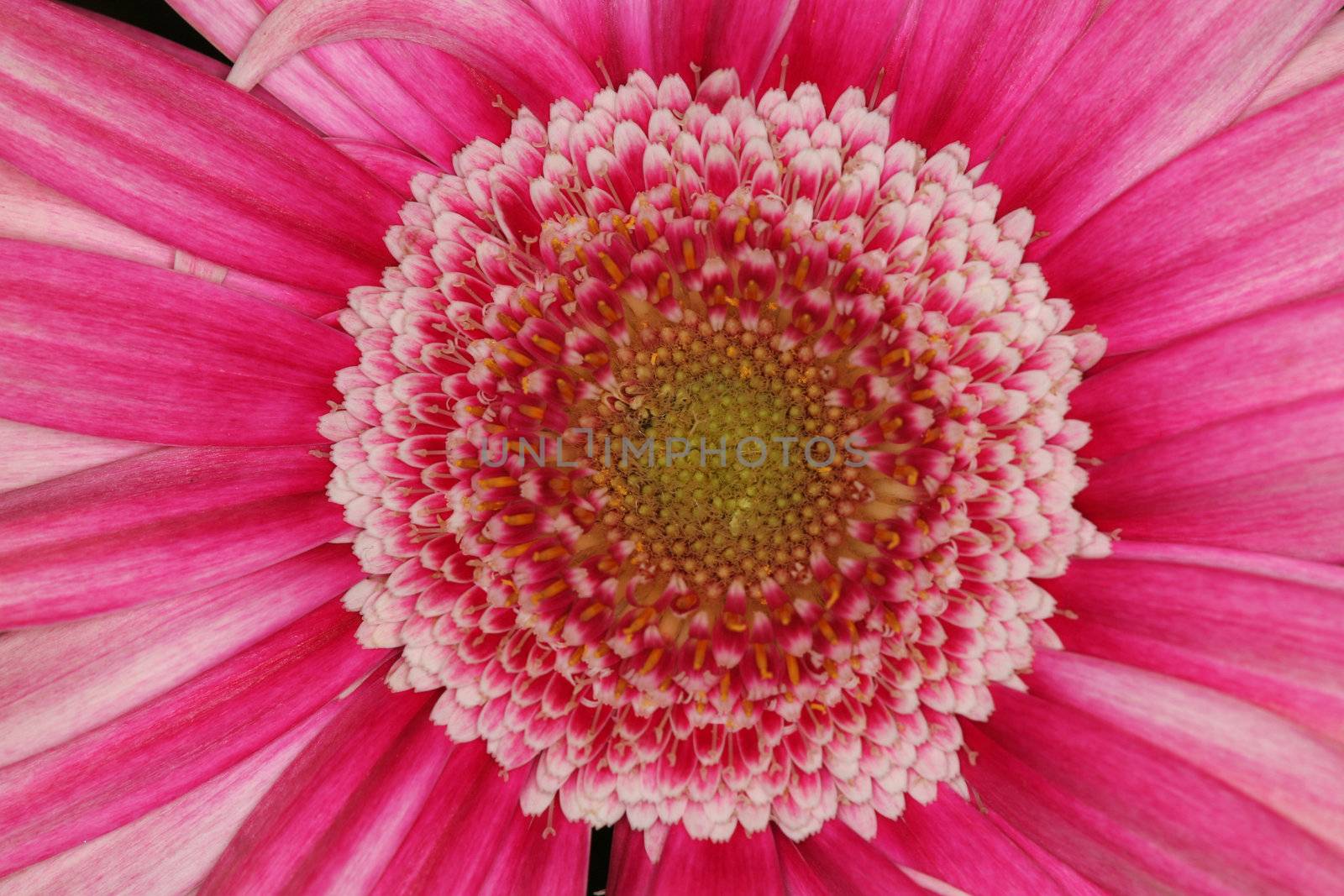 very pink macro flower by sumos