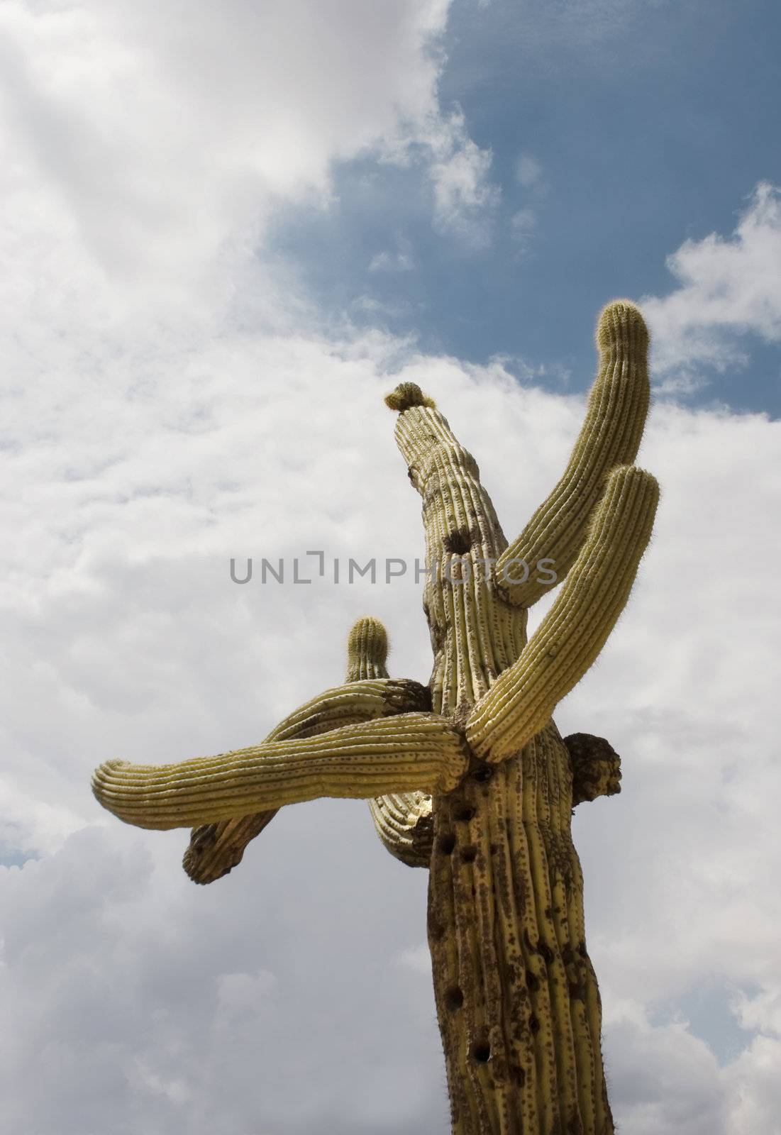 Saguaro cactus standing against a cloudy afternoon sky.