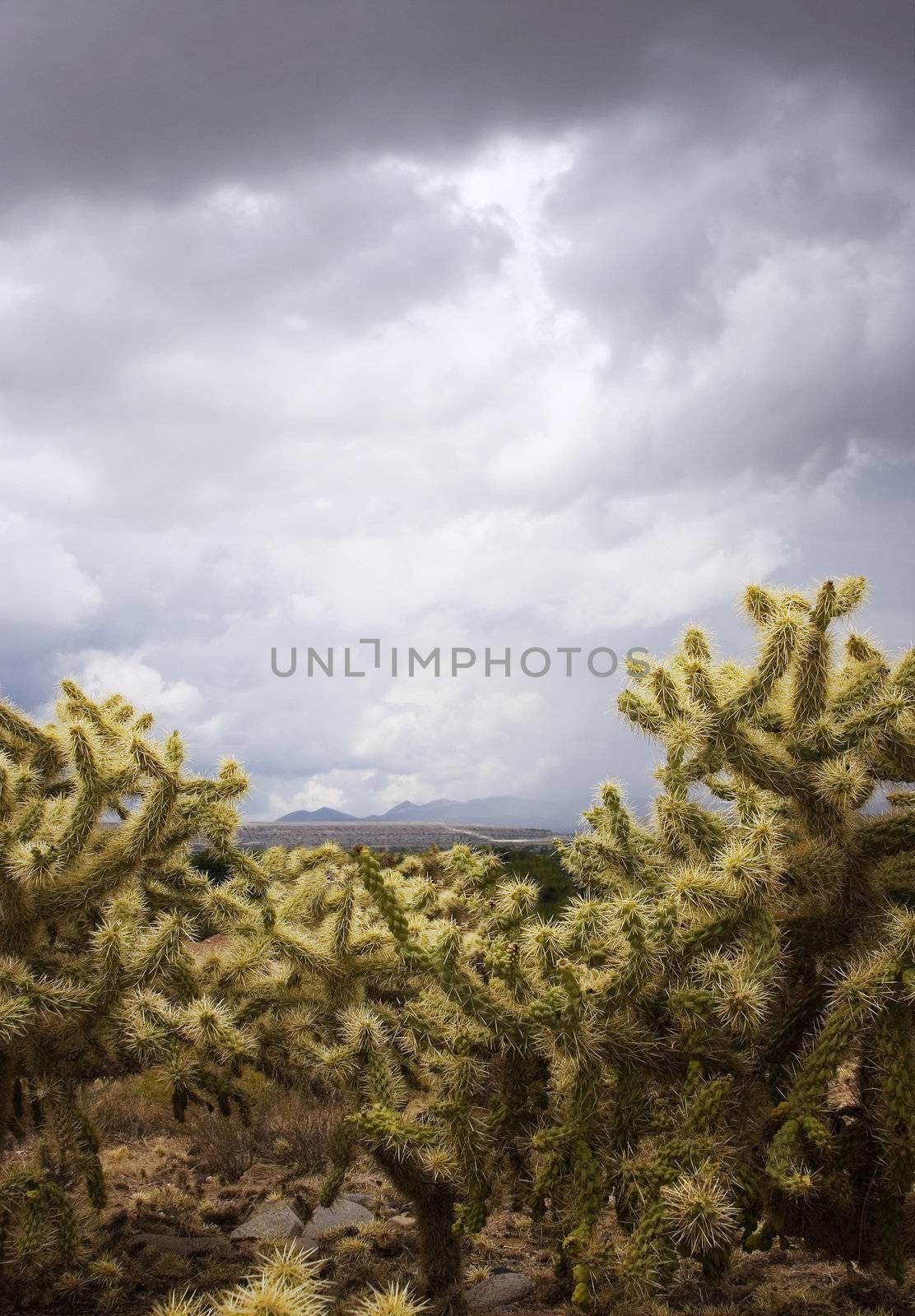 Cactus on a Stormy Day by Creatista