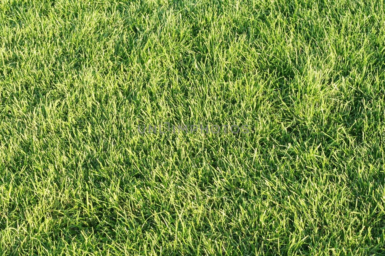 Green grassy lawn by jarenwicklund