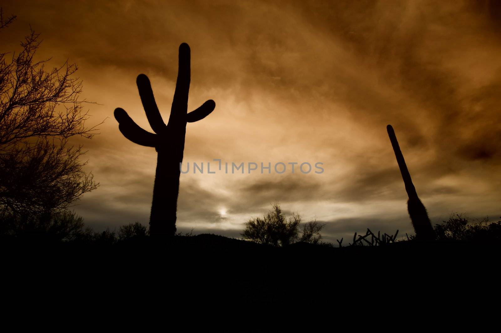 Saguaro cacti and other desert plants silhouetted against a cloudy sky at sunset.