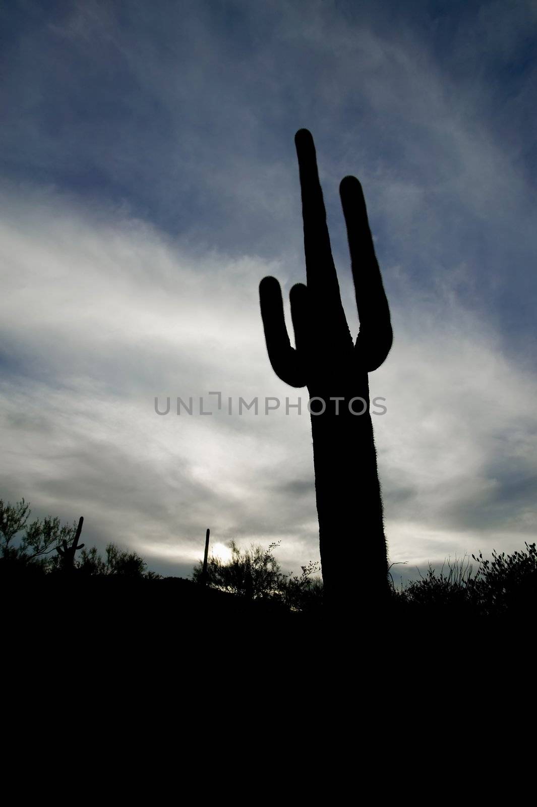 Saguaro cactus silhouetted against a cloudy sky at sunset.