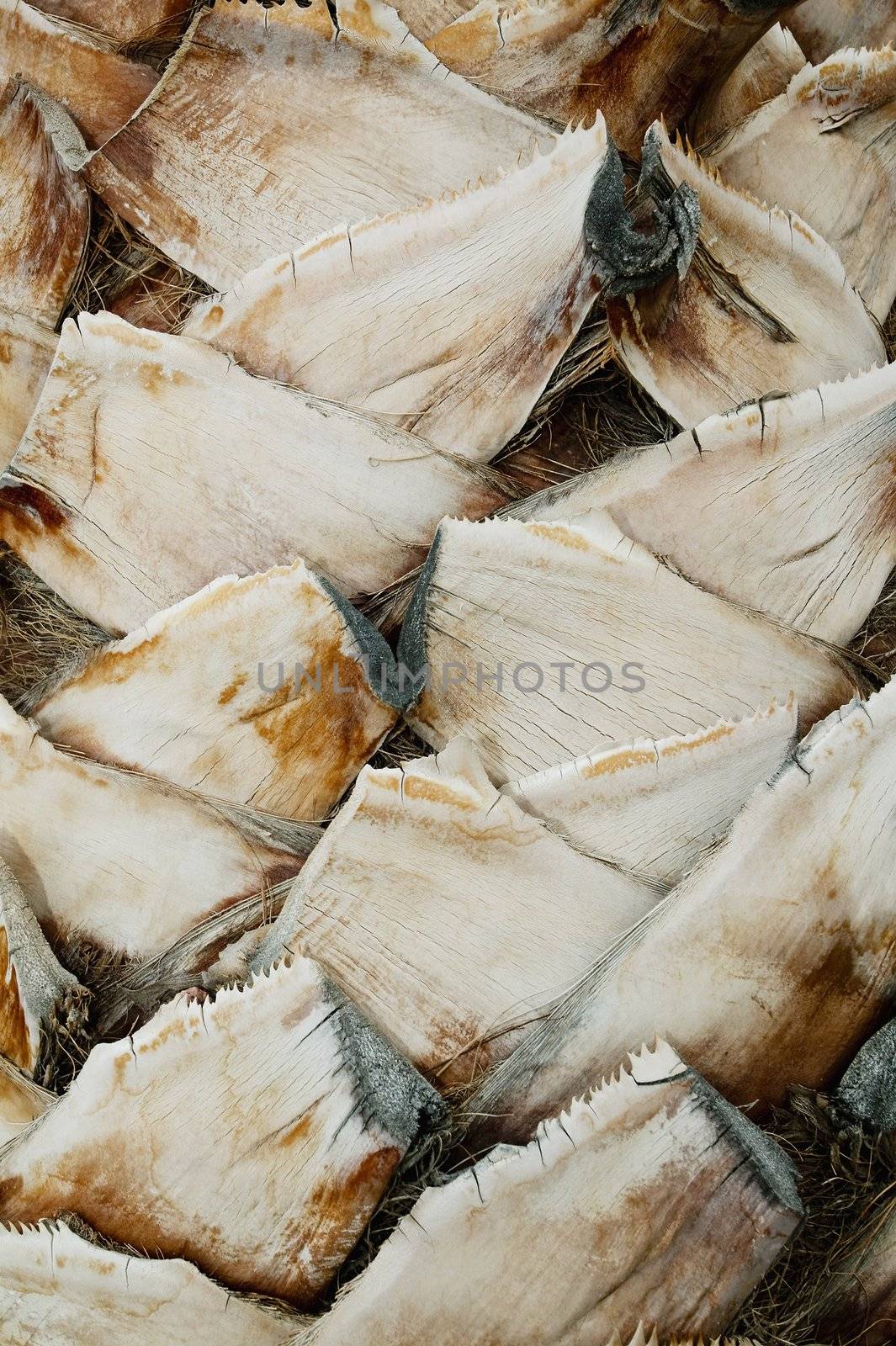 Close-up of the trunk on a palm tree that has been trimmed.