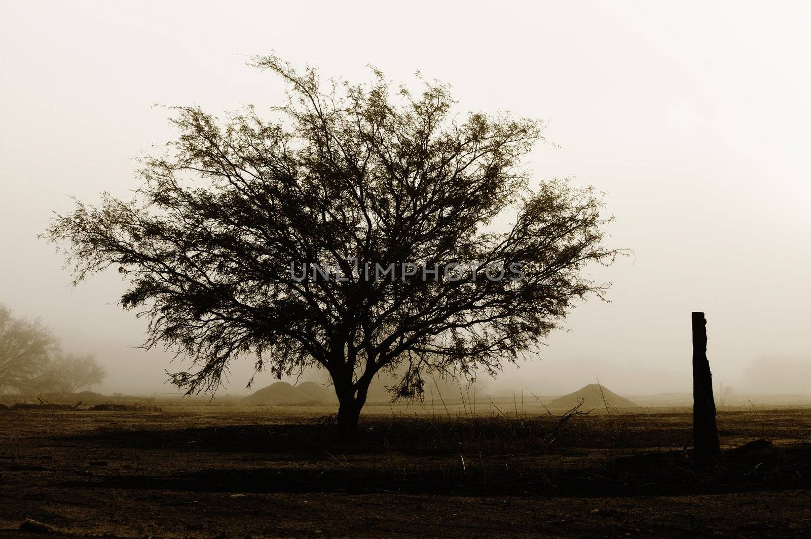 Tree in Desolation by Creatista