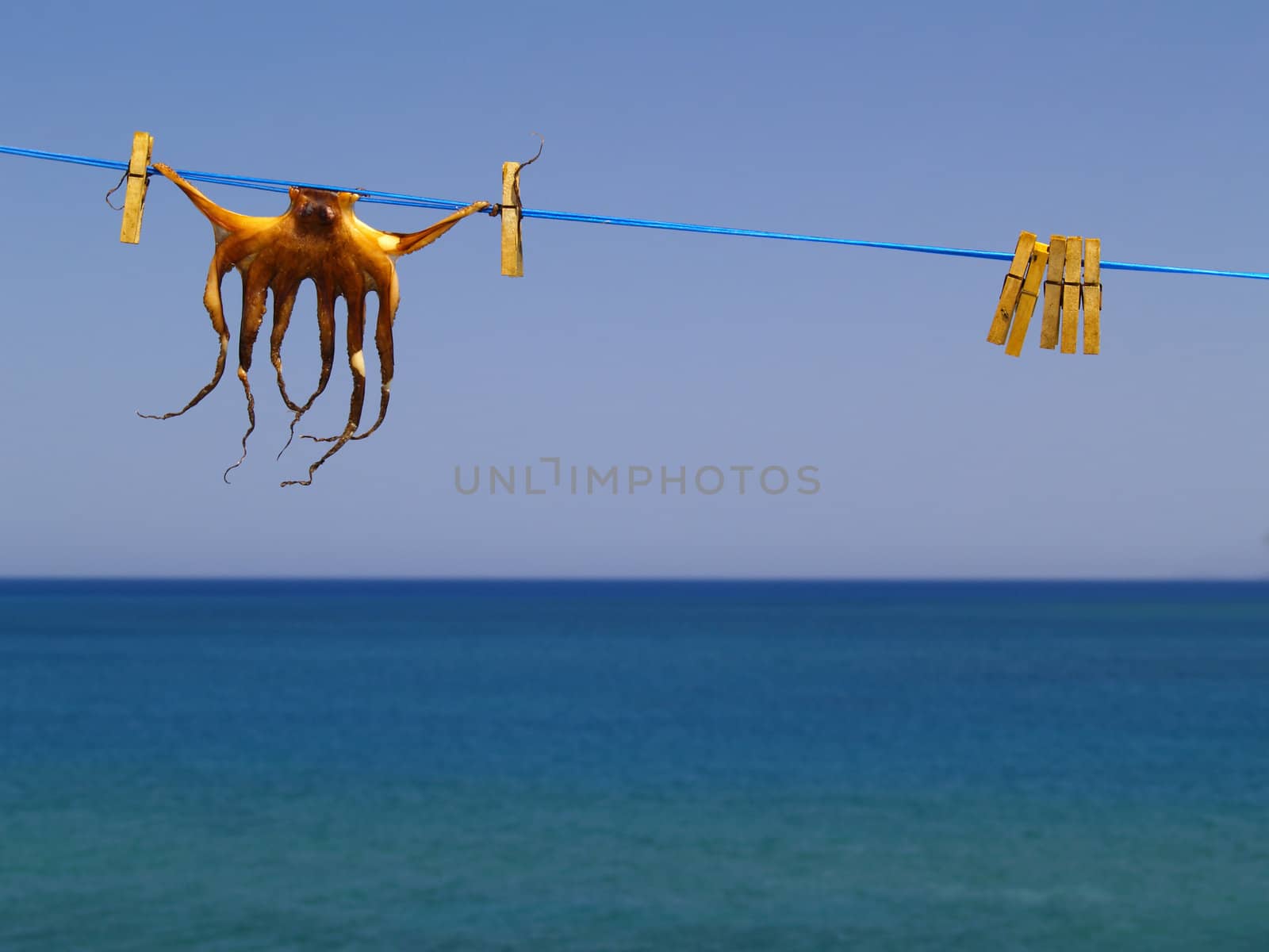 cuttlefish drying on the clothesline