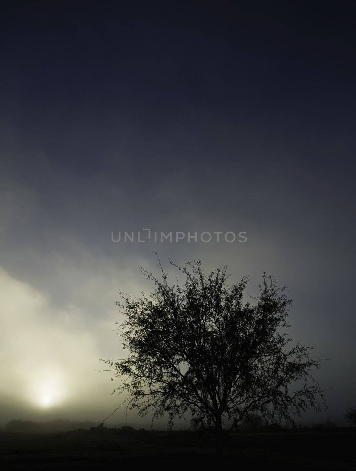 Tree silhouette against a foggy sky in a desolate landscape.