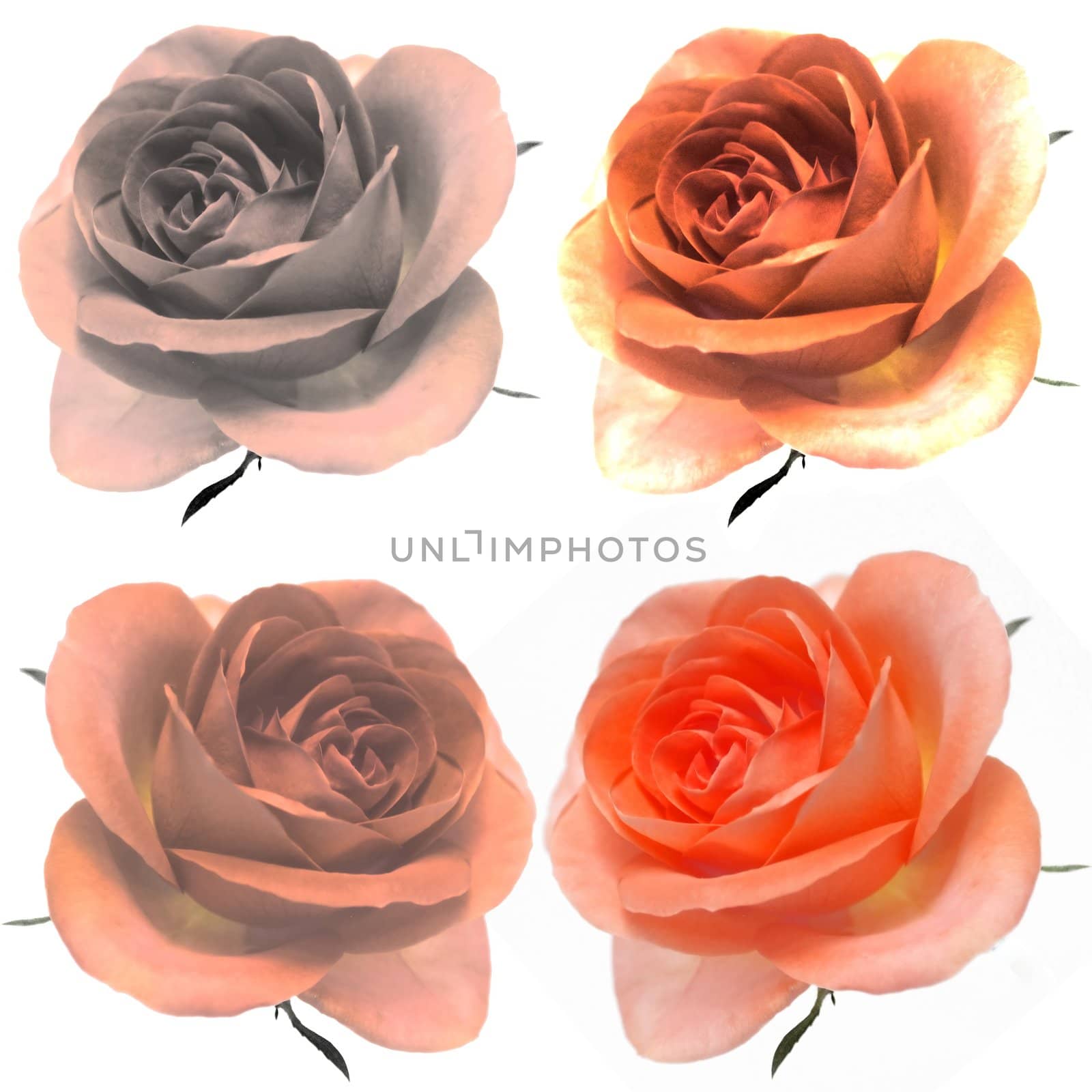 design elements: 4 vintage roses 