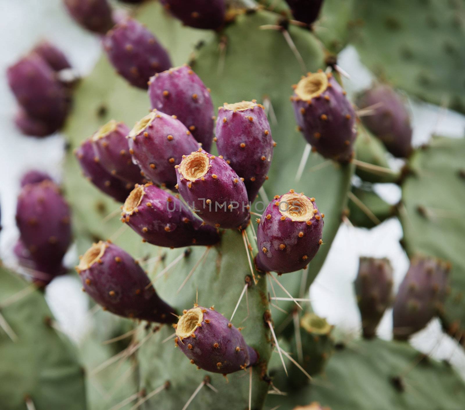 Prickly Pear Fruit by Creatista