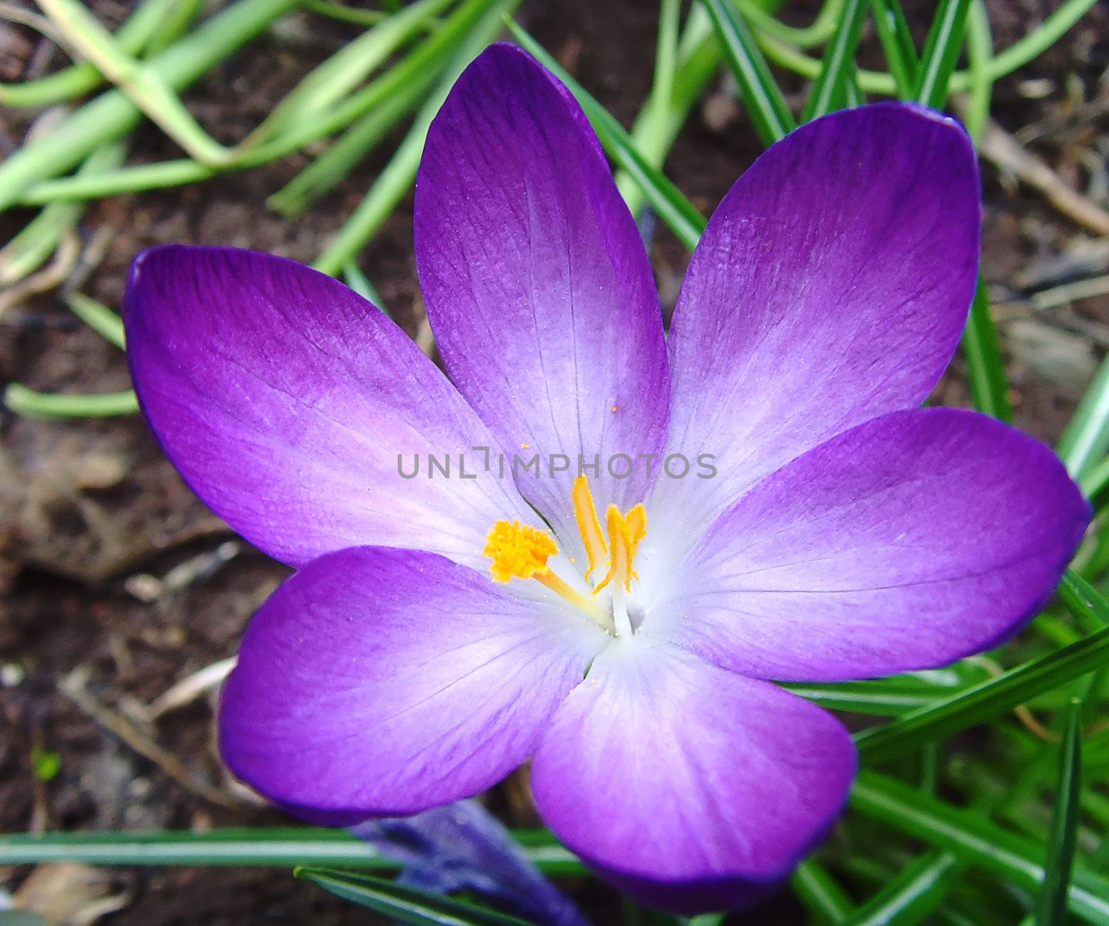 a close up of a crocus in spring